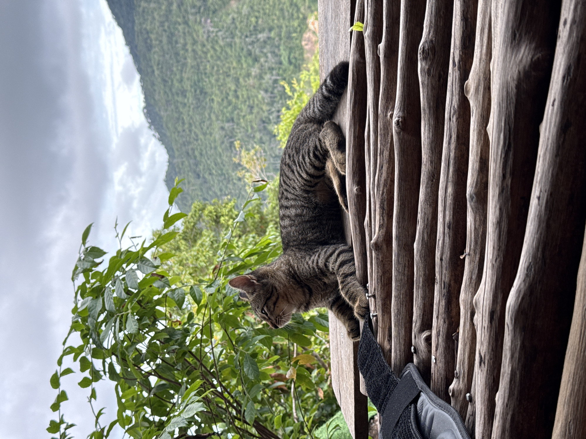Two cats spotted in rural Thailand village