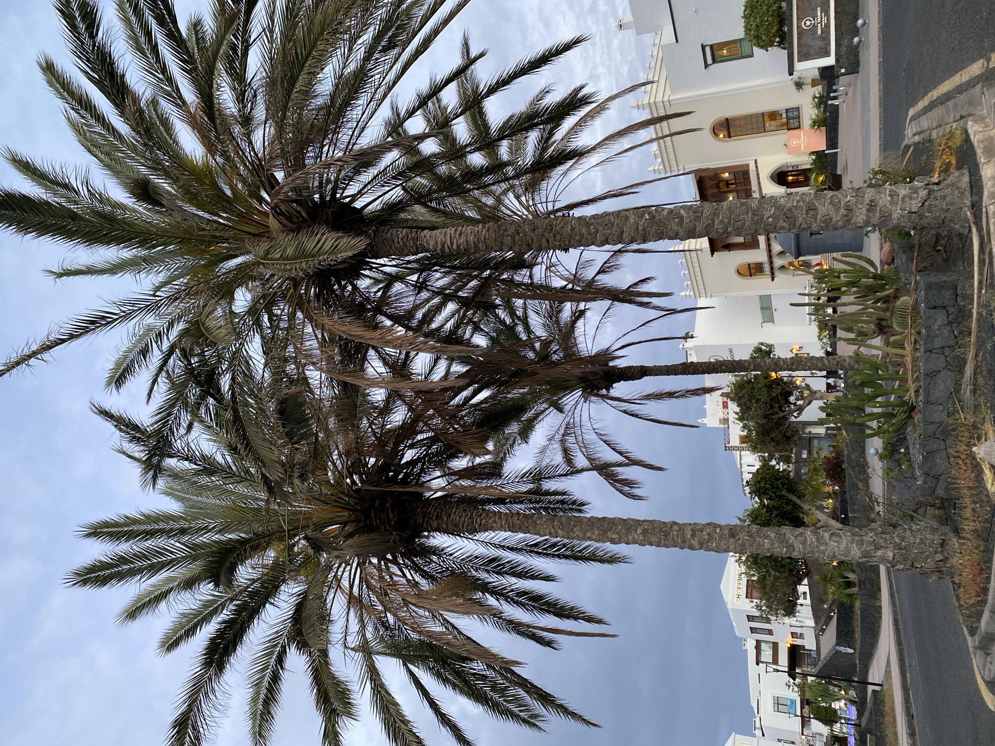 Tree with white trunk photographed in Yaiza, Spain