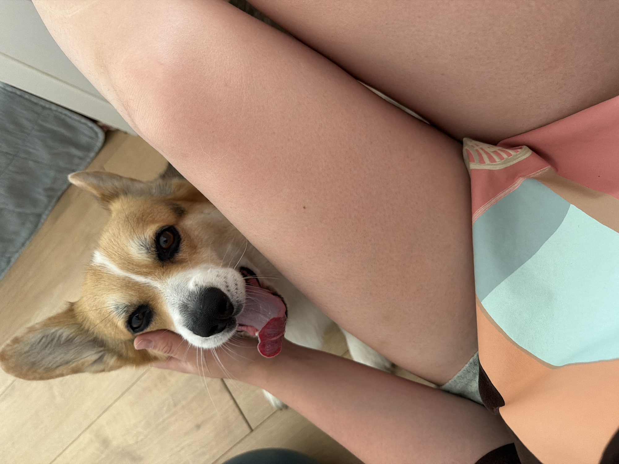Corgi enjoying a good pet session on a wooden floor