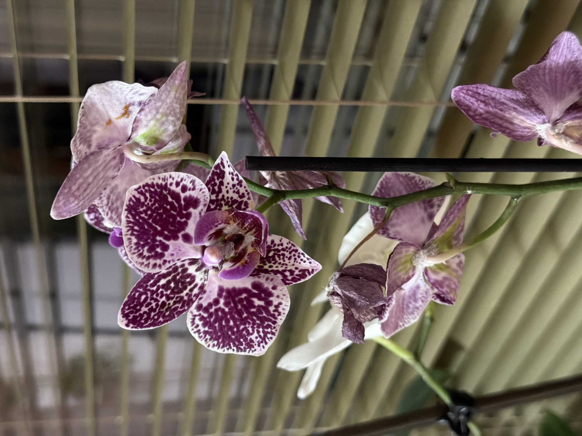 Home decor, houseplants, and casual text posts from Lovech