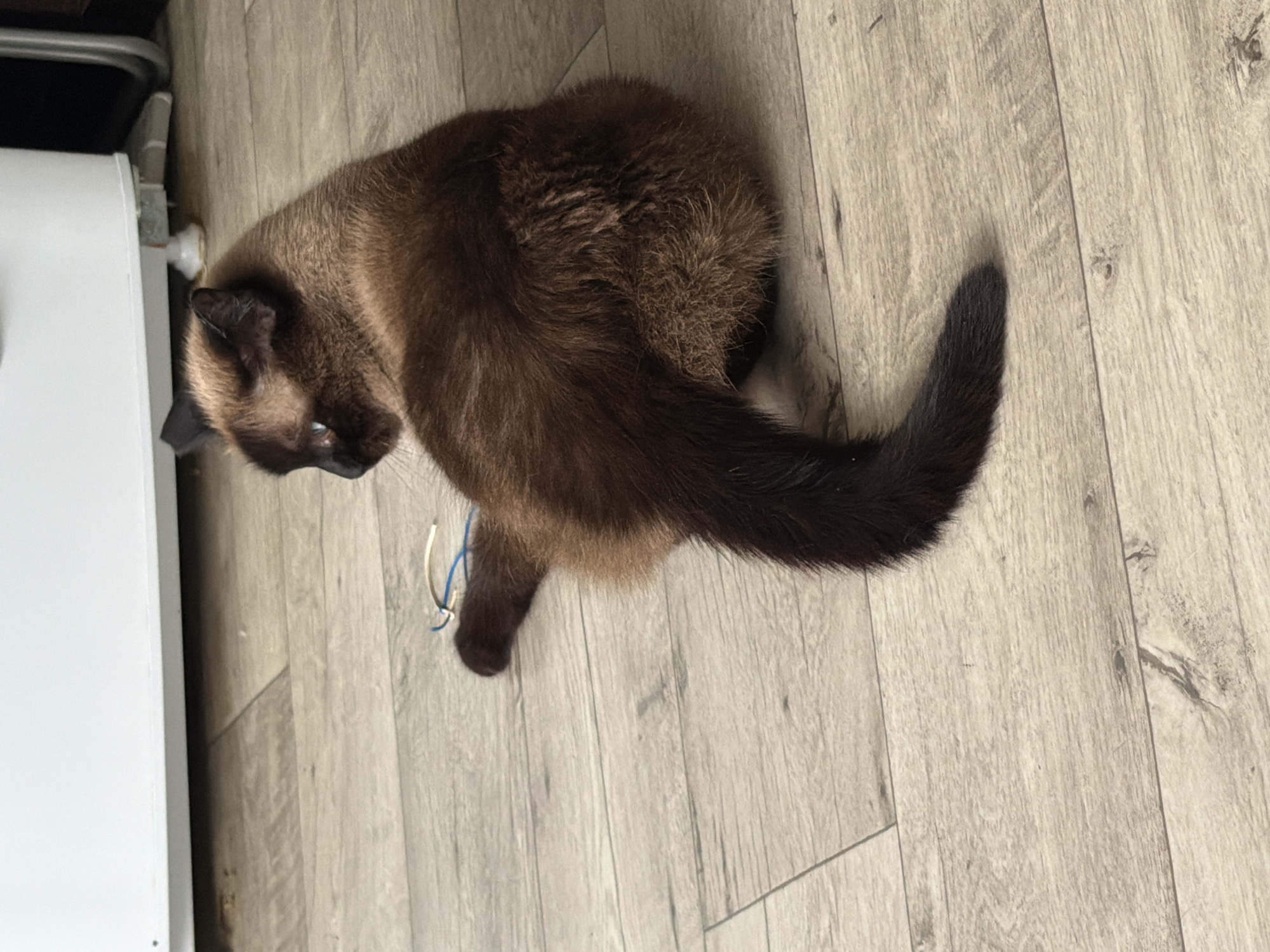 Siamese cat napping, playing, and grooming at home in Tujmazy