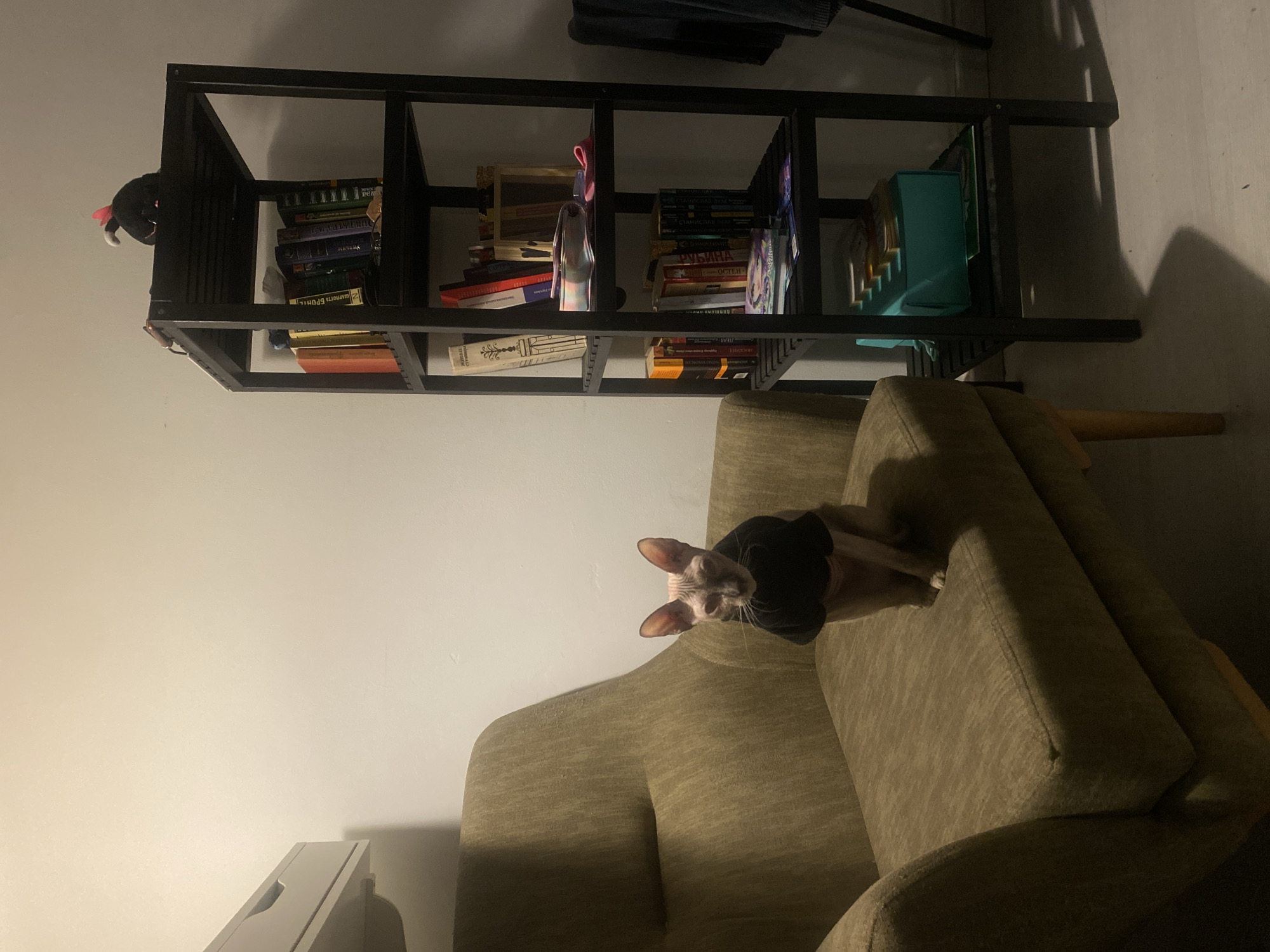Sphynx cat photographed on armchair in Bat Yam home