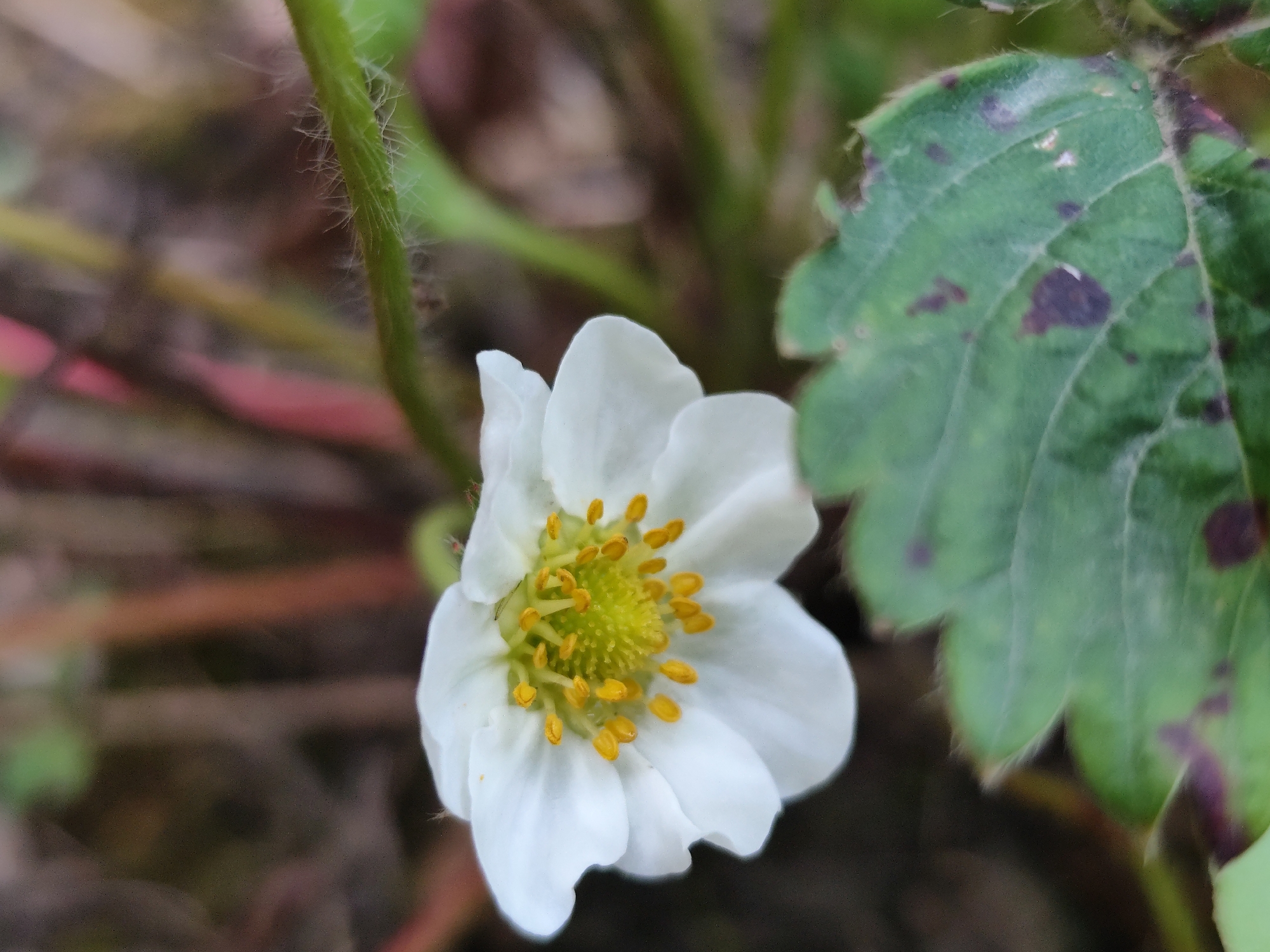 Macro garden photography in Beglatoy: flowers, fungi, bugs, and cats