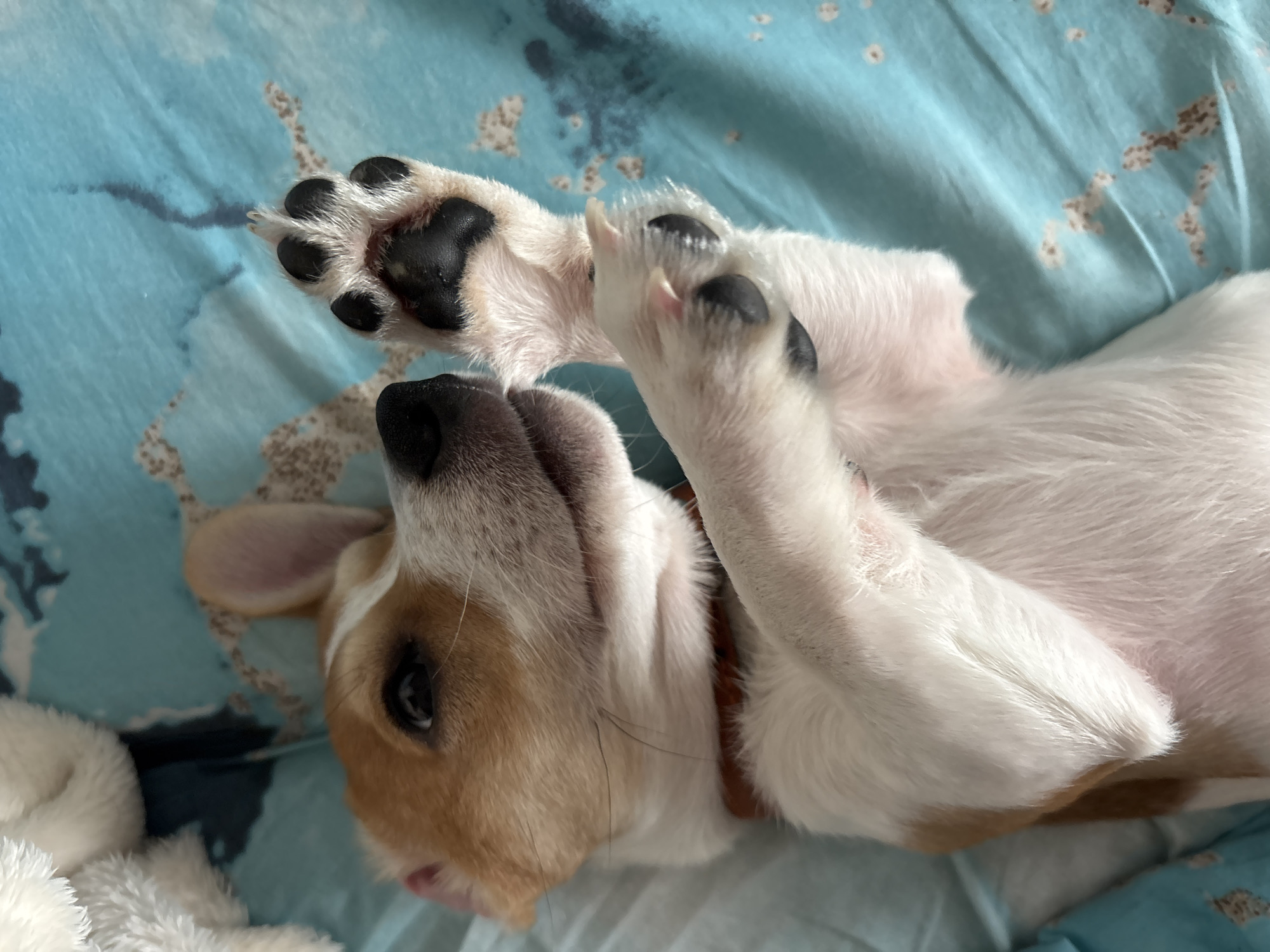 Jack Russell puppy photographed resting on blankets in Chelyabinsk