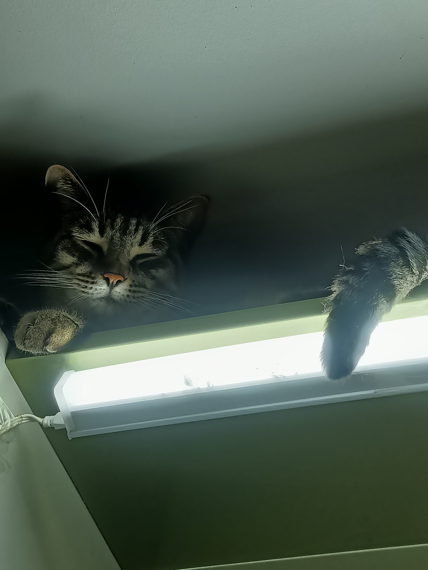Cats observed lounging indoors in Almaty, Kazakhstan