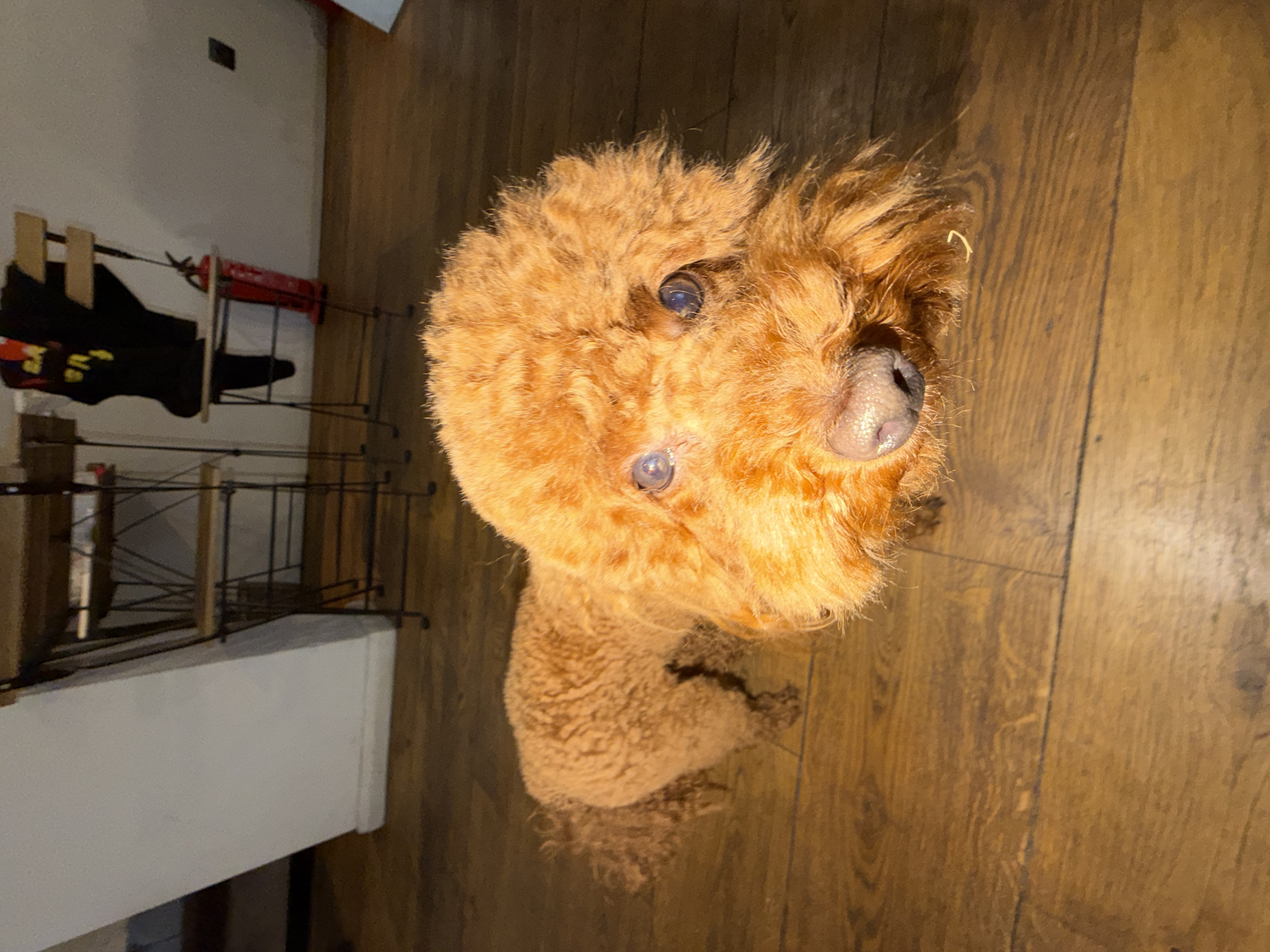 Brown poodle photographed on wooden floor in Sofia