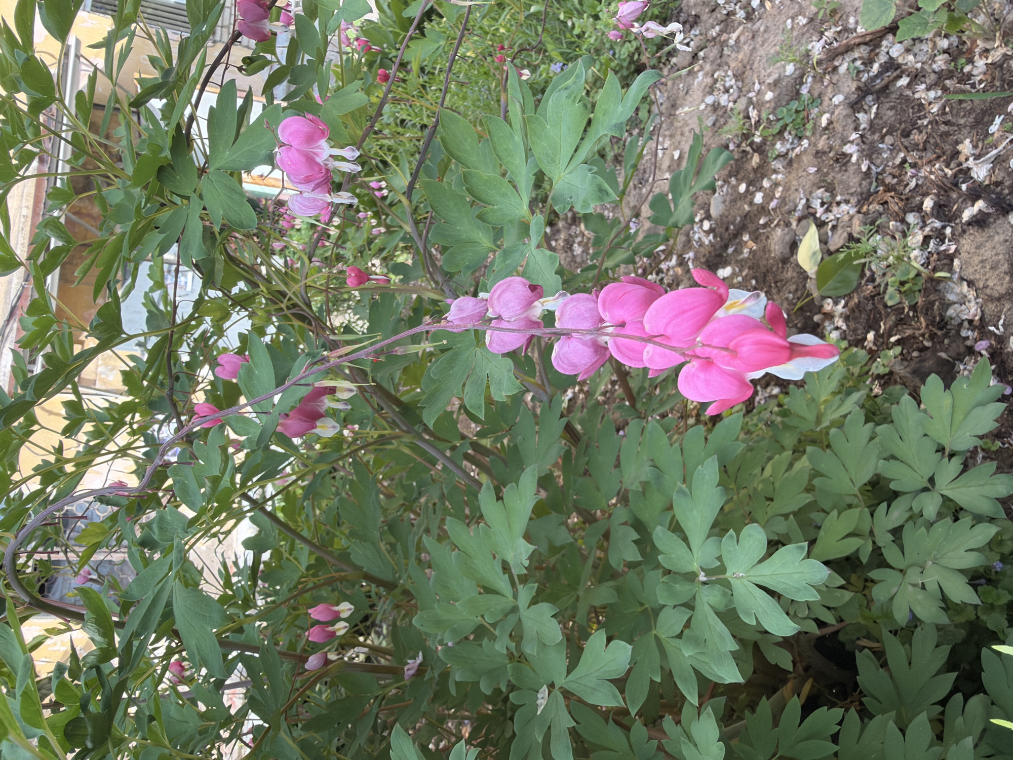 Spring blooms and small dog photographed in Birobidzhan garden