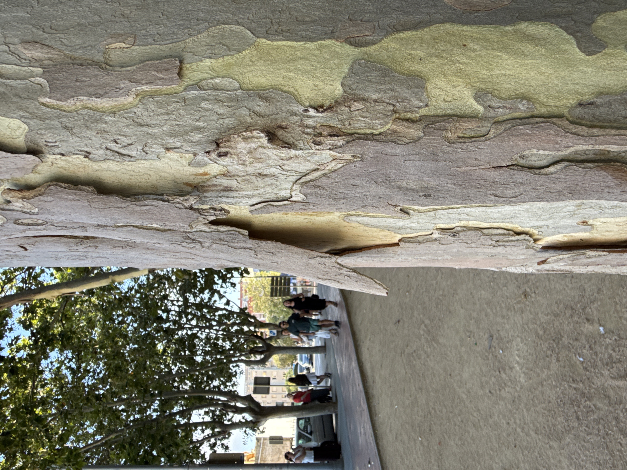 Gegants, music, and Catalan culture fill the streets of Blanes