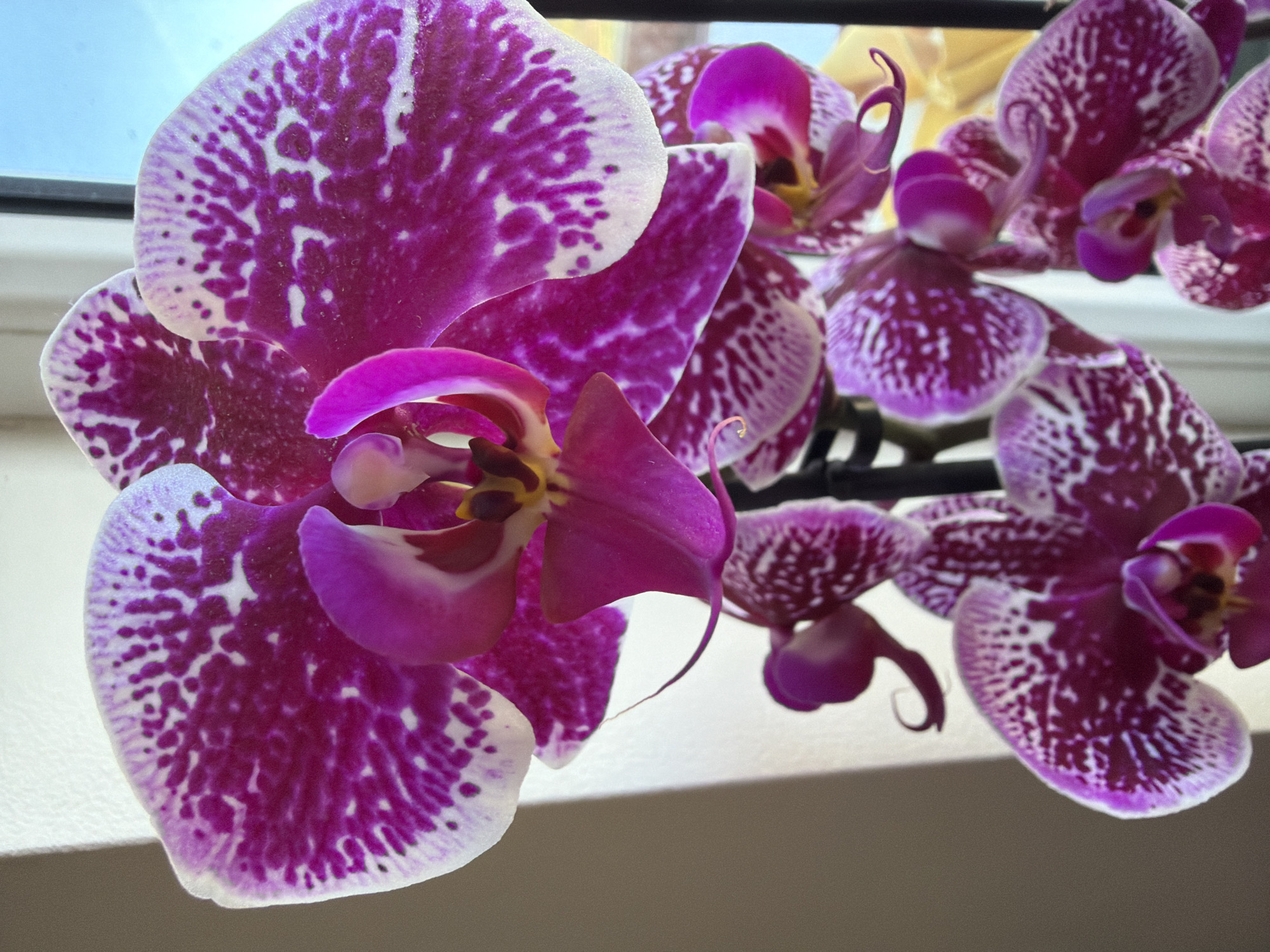 Riga resident documents home flower arrangement, pet scene