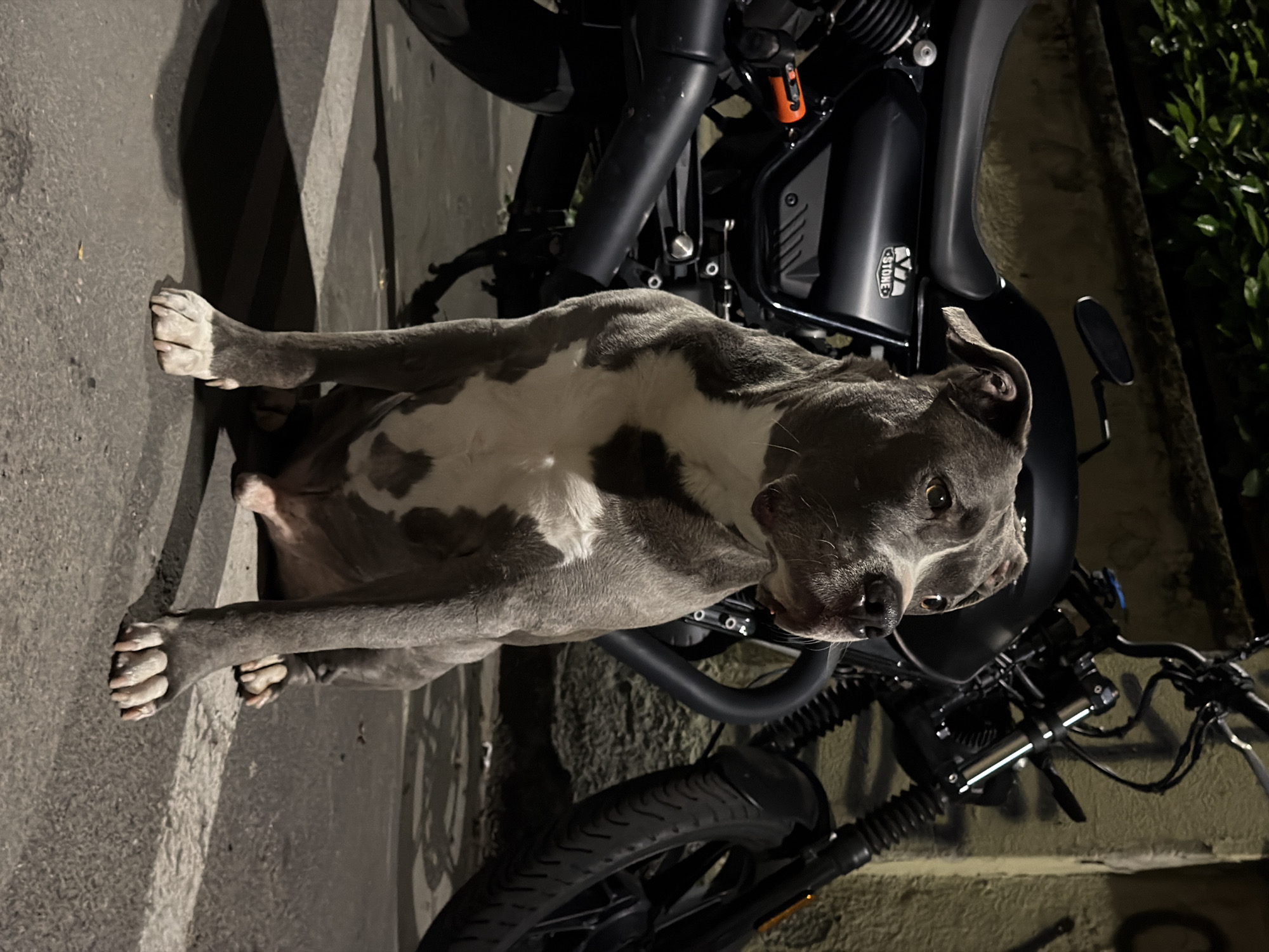Dog spotted beside motorcycle in Milan street scene