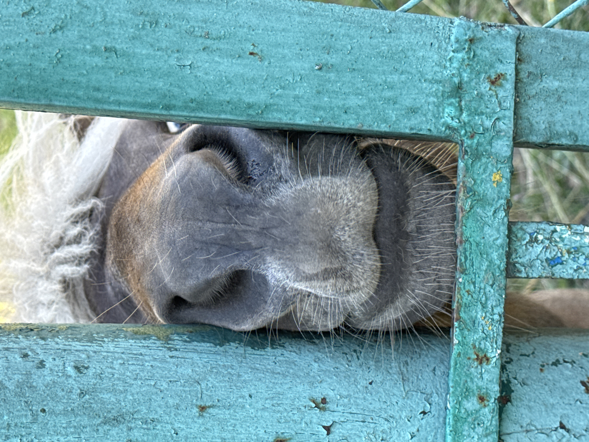 Park visit featuring animals, blooming flowers, and lakefront views