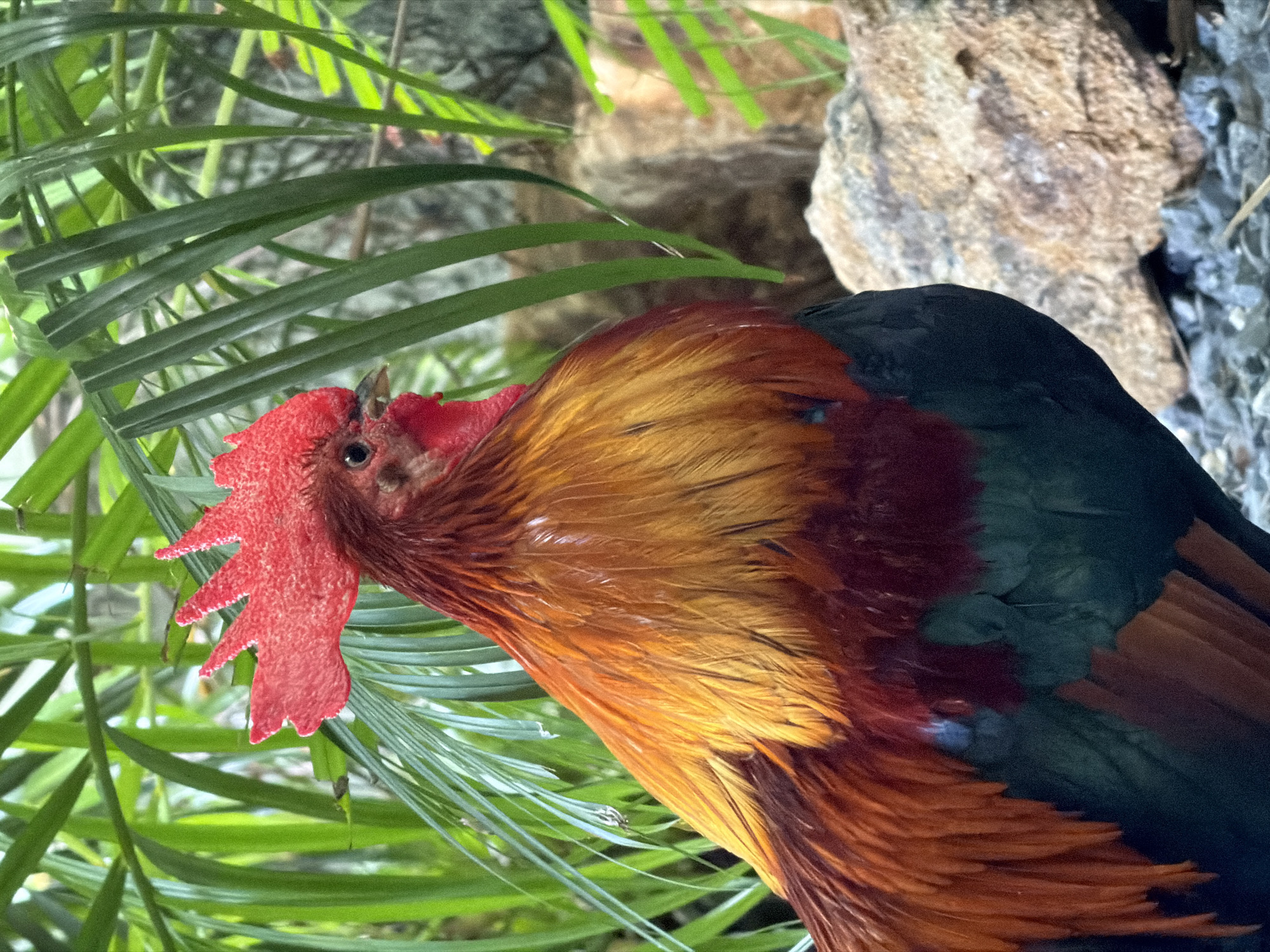 Rooster roams a quiet outdoor space in Baan Bo Phut