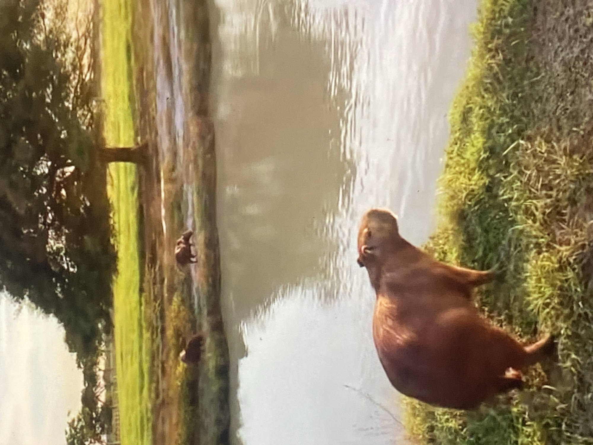 Rural Venezuelan life documented: wildlife, church, inspirational messages
