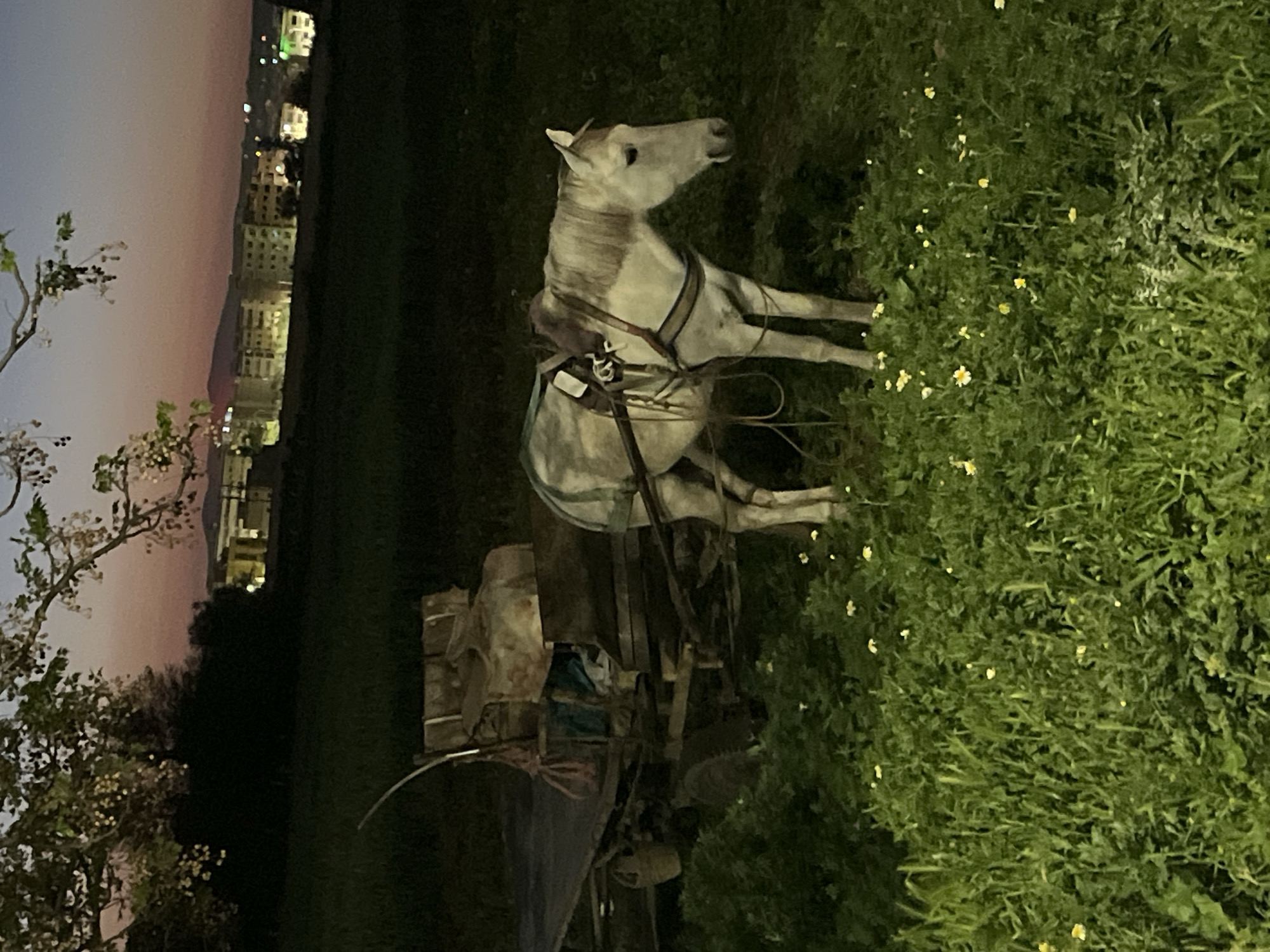 Horse and wagon spotted in field outside Fez