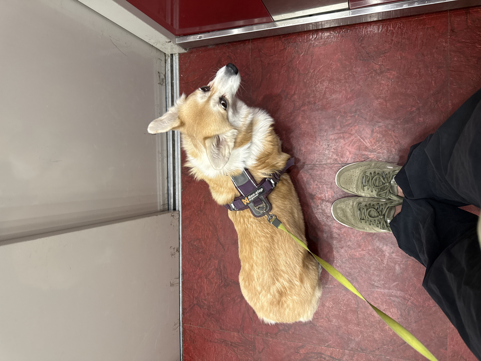 Indoor dog and man photographed in Krasnoyarsk early morning