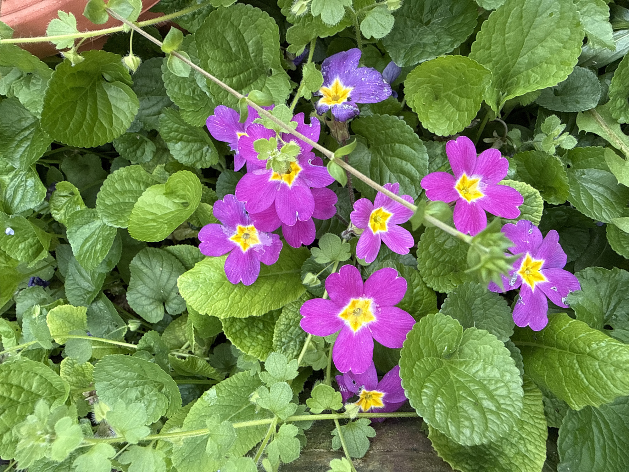 Spring primroses bloom in Bulgarian town garden