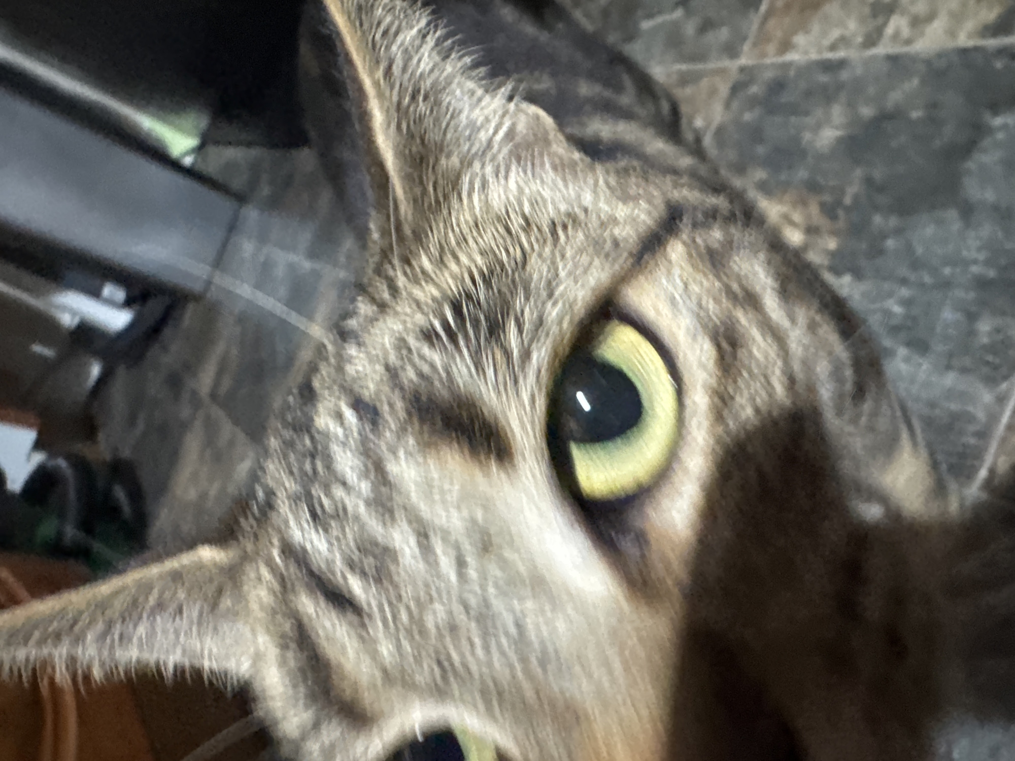 Tabby cat photographed during evening rest in Desborough home