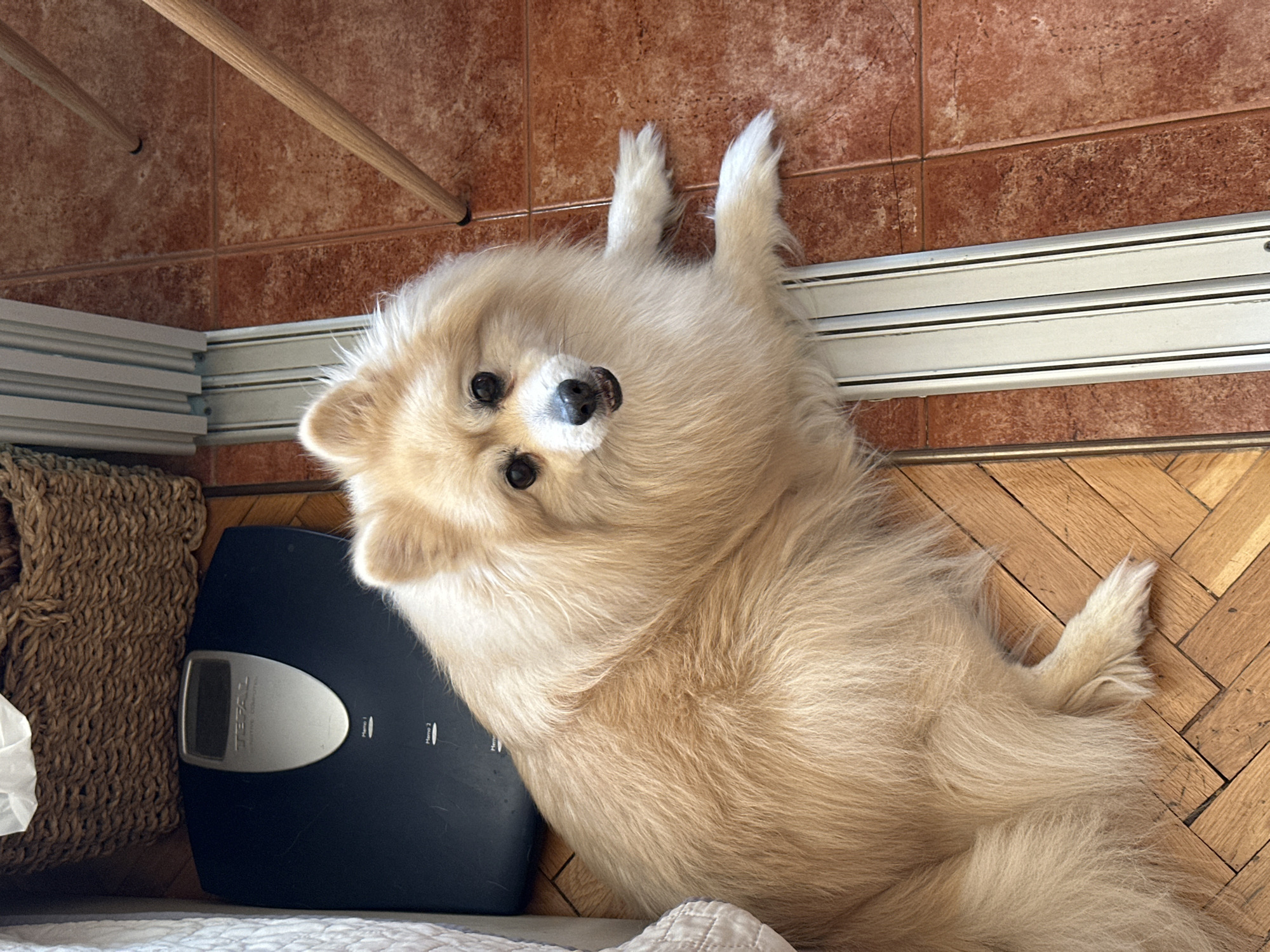 Pomeranian lounging at home in Dimitrovgrad, Bulgaria