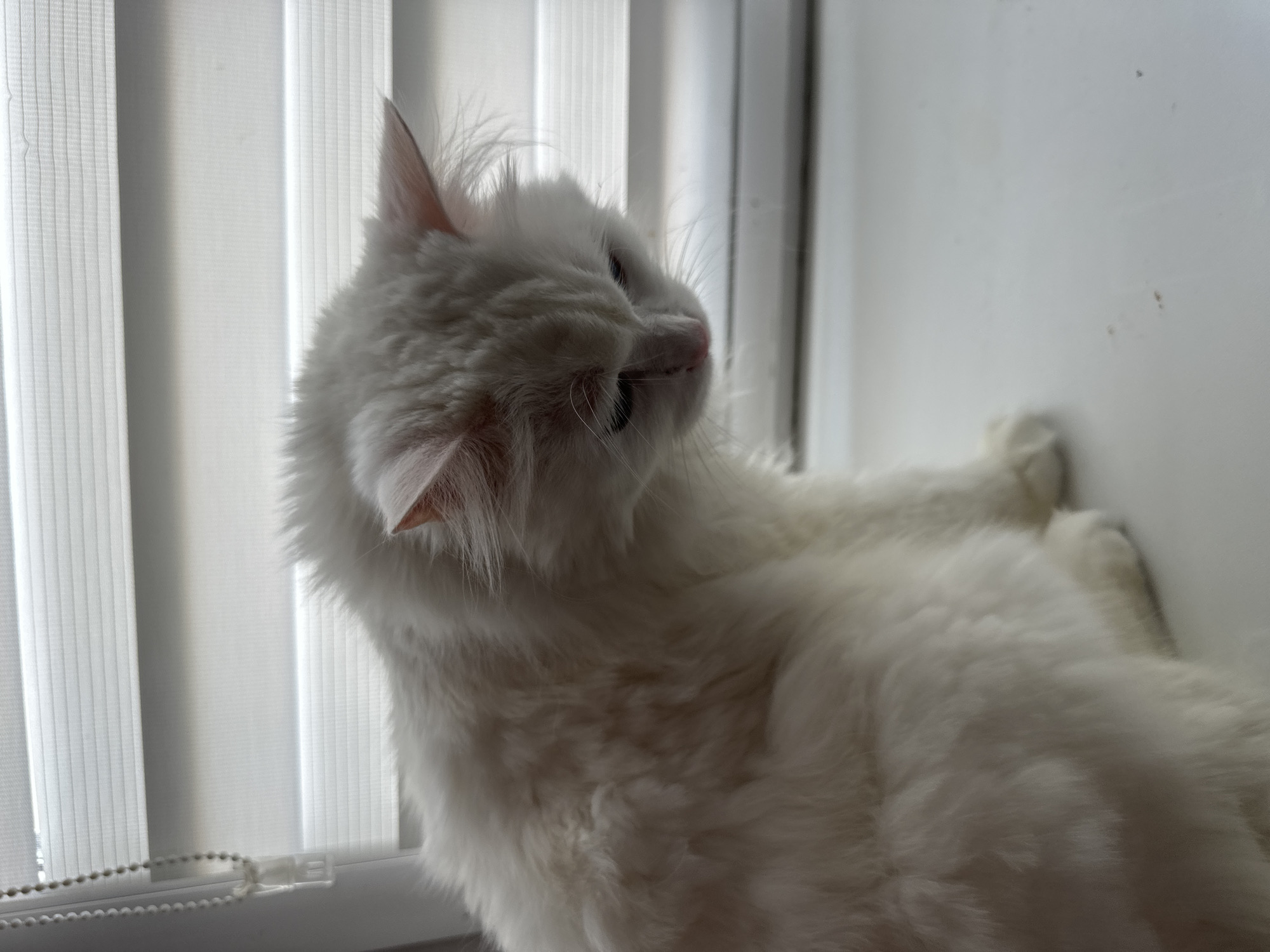 White cat at home in Omsk, windowsill to floor