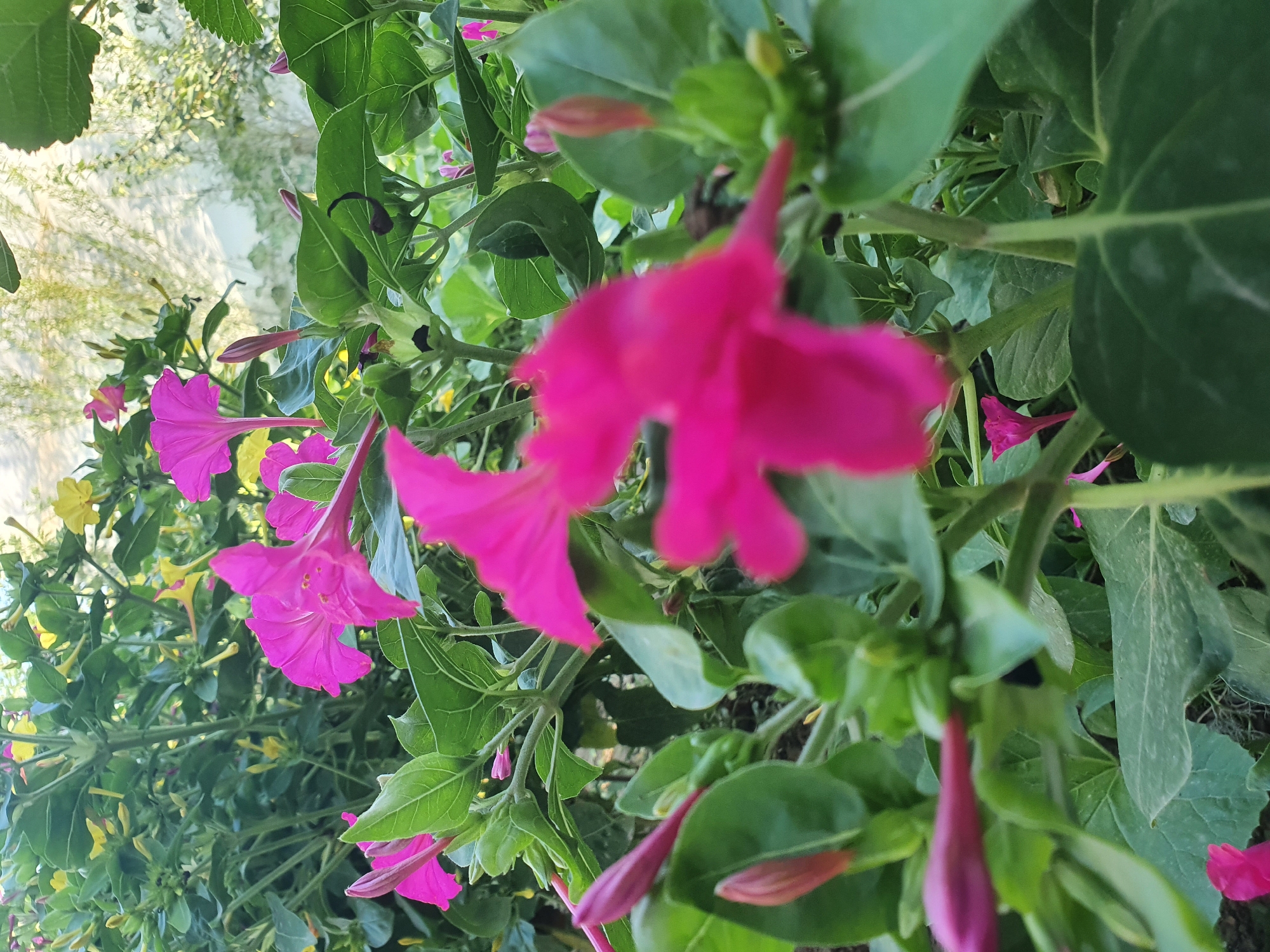 Four o'clock flowers and dappled light in a summer garden