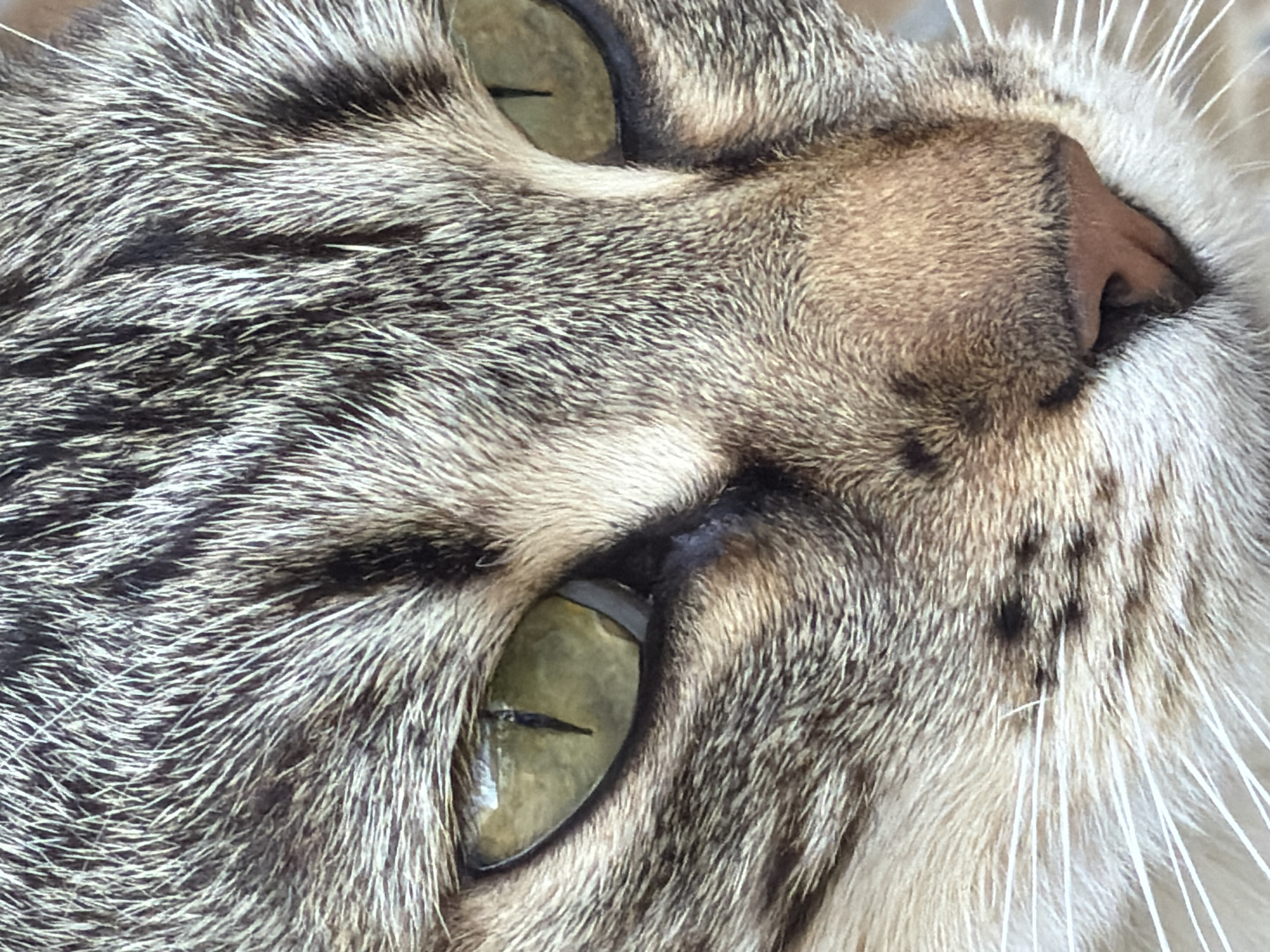 Tabby cat photographed amid spring vegetation in Gidirim, Moldova