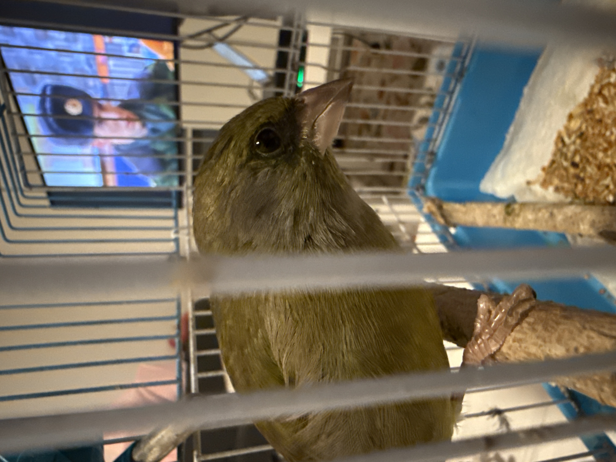 Caged finch photographed in Zagreb residence