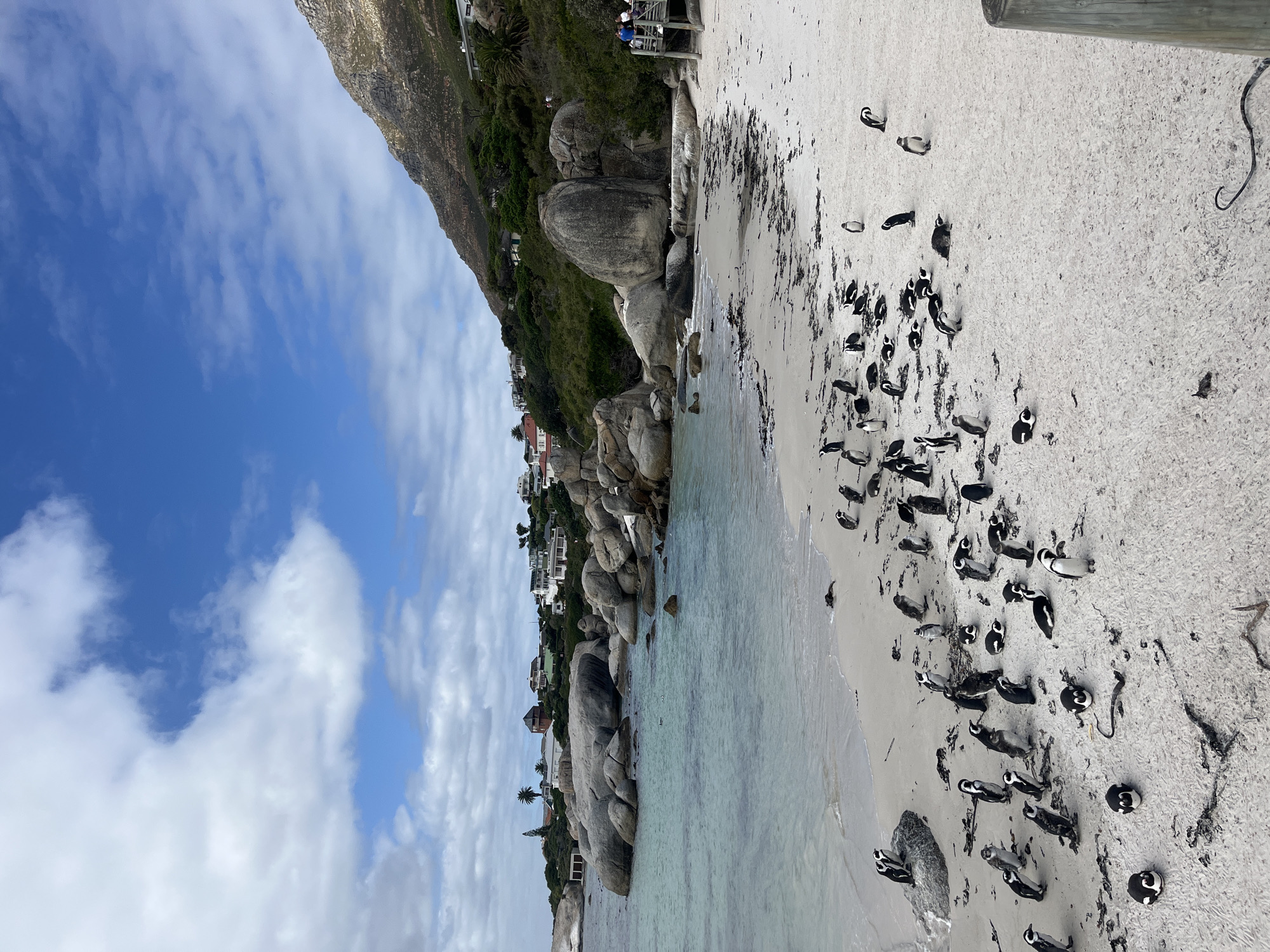 African penguin colony observed at Boulders Beach, South Africa