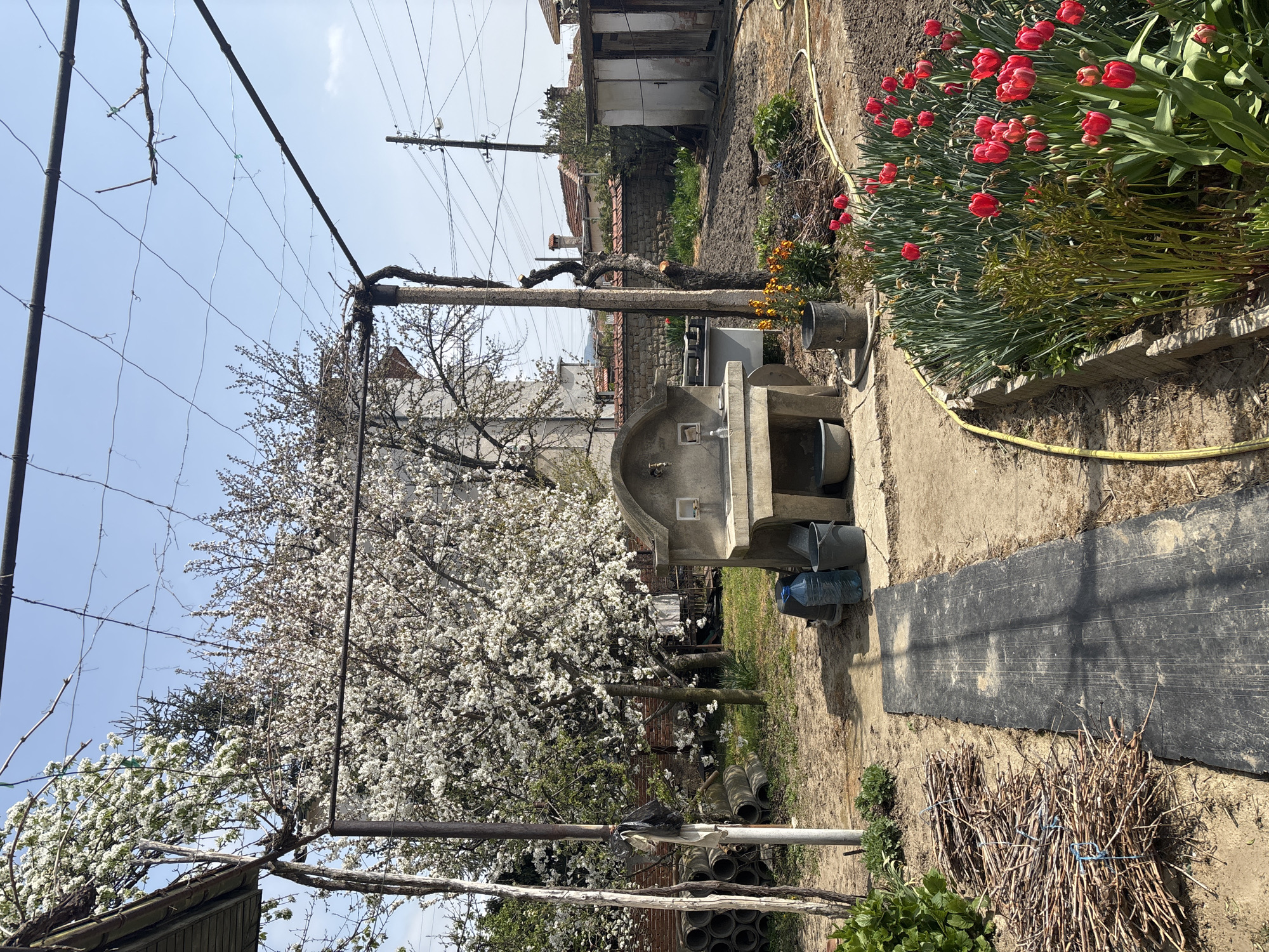 Spring garden scene captured in Banya, Bulgaria