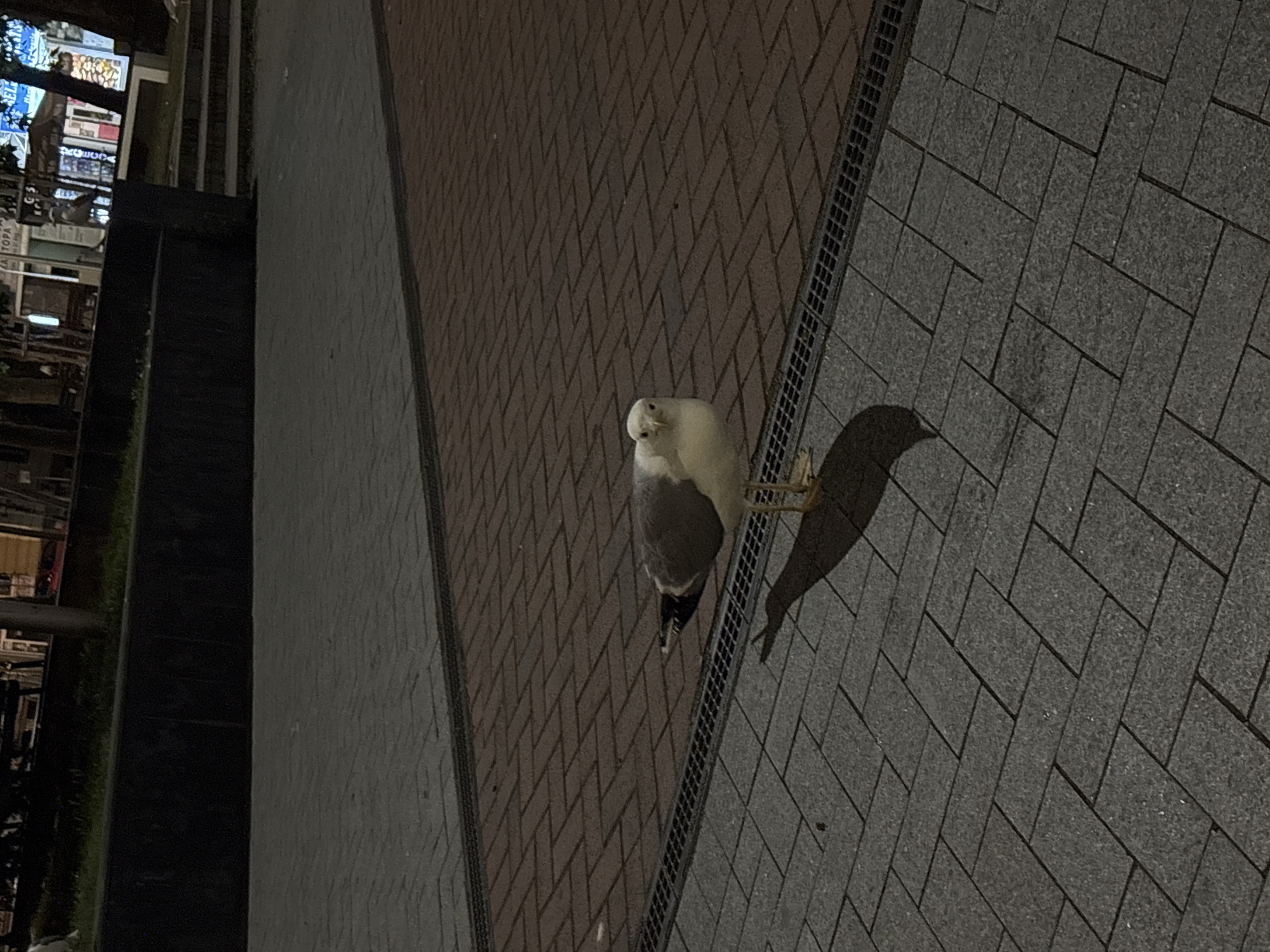 Seagull spotted in Varna's Opera Square during evening hours