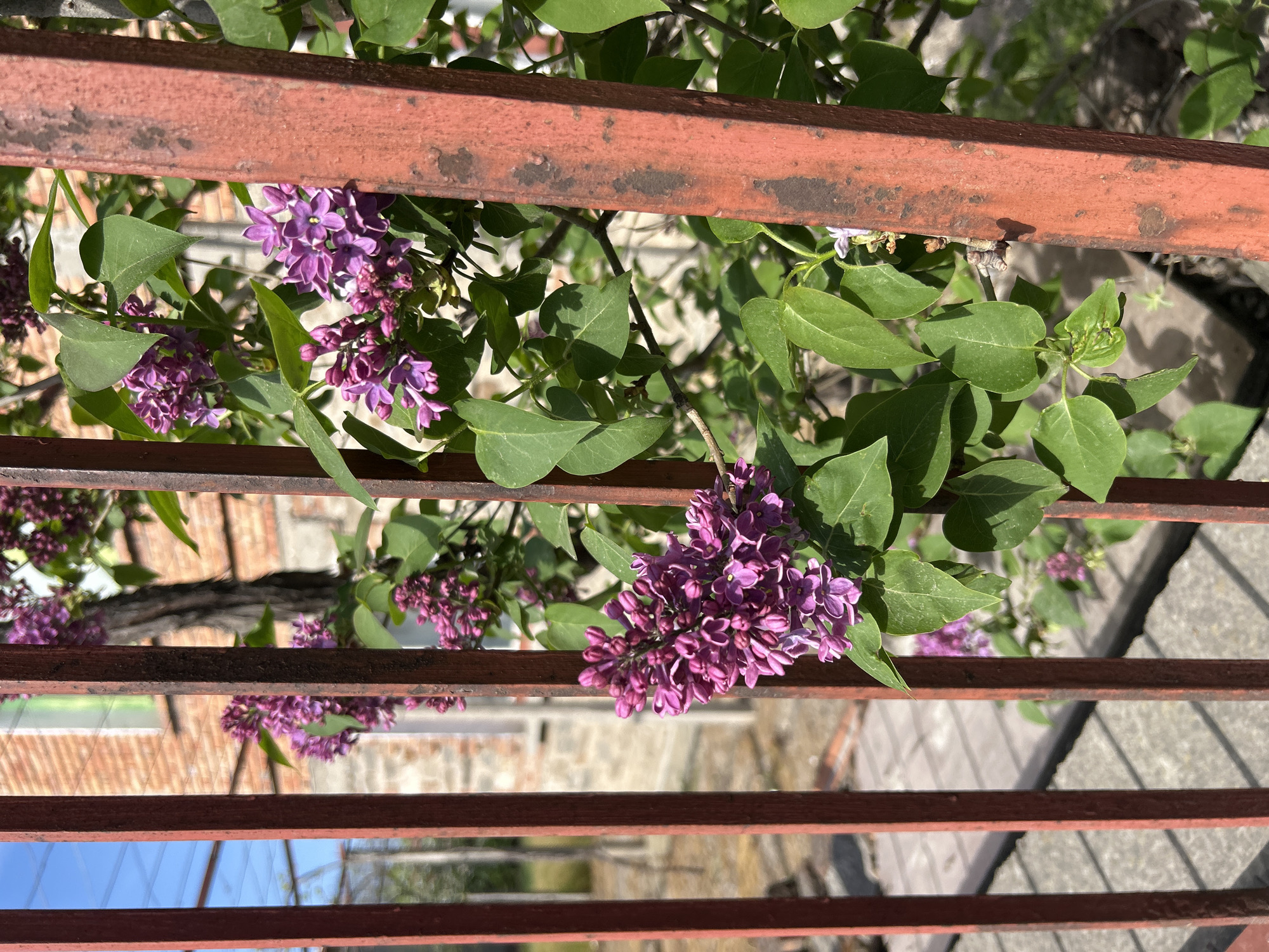 Spring morning glimpses: flowers and cat spotted in Plovdiv