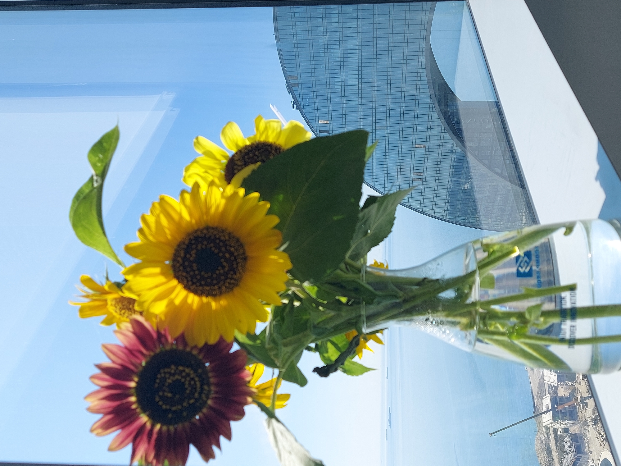 Sunflowers in a glass vase on a Baku windowsill