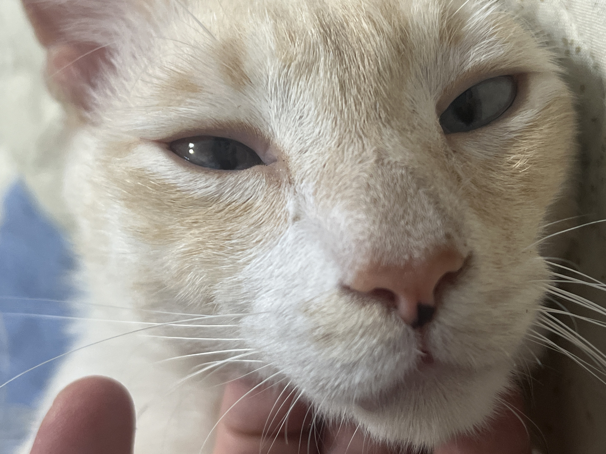 Cream tabby cat, multiple close-up angles, looking sleepy