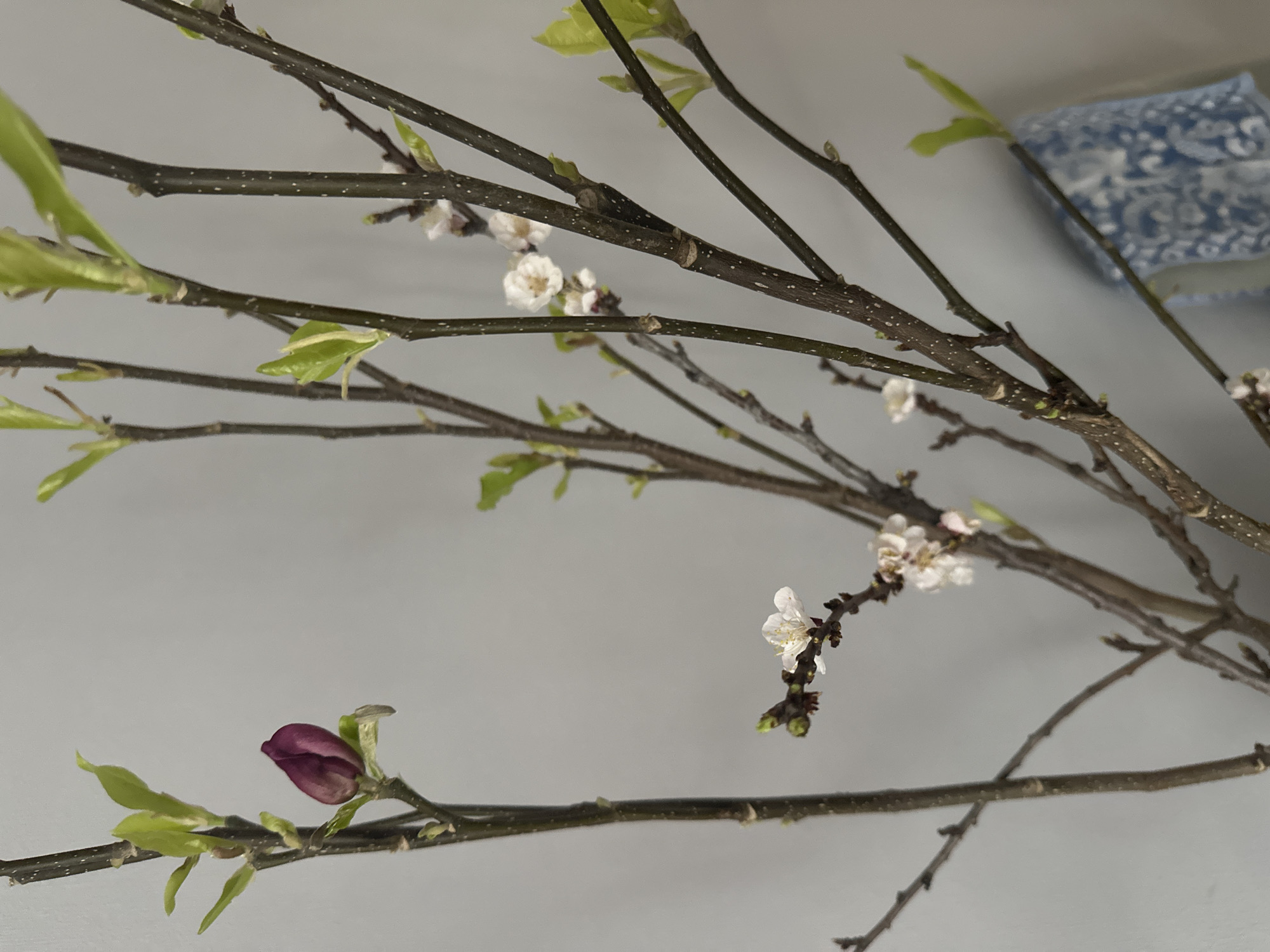 Spring moments captured in Kazan: blossoms, portrait, cat