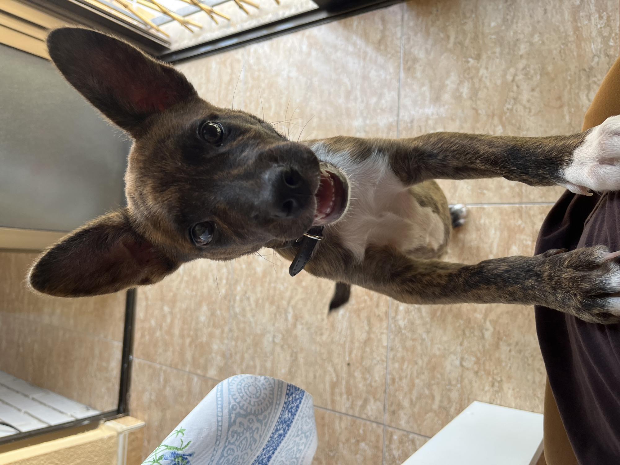Dog at home and a meal spread in Alicante