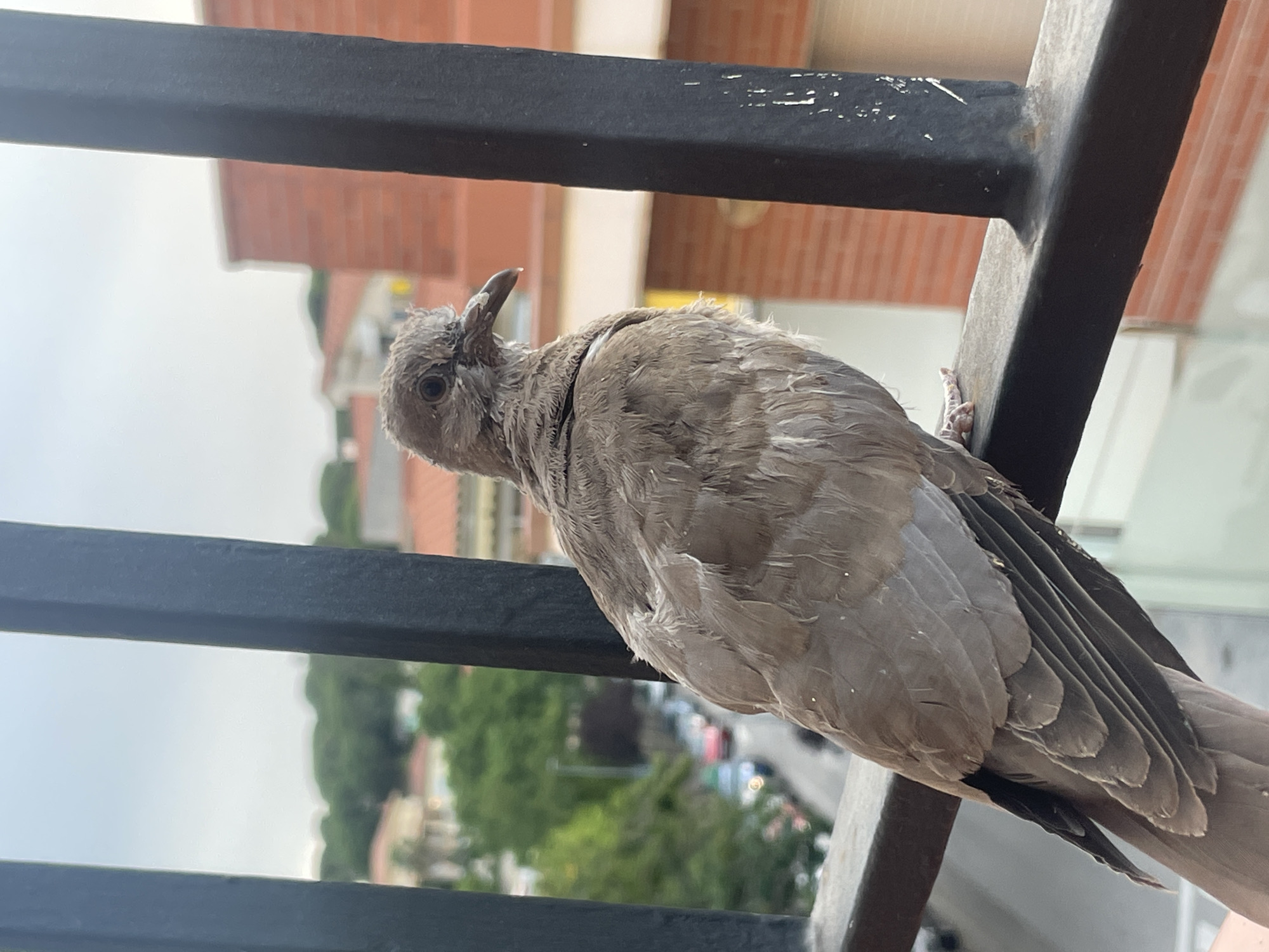 Tame collared-dove on a Canet de Mar balcony railing