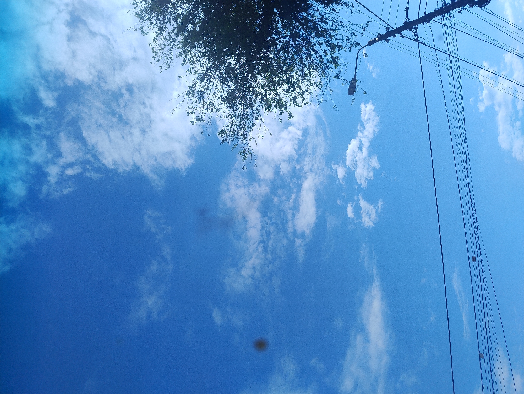 Person documents trees and sky during brief Kropyvnytskyi outing
