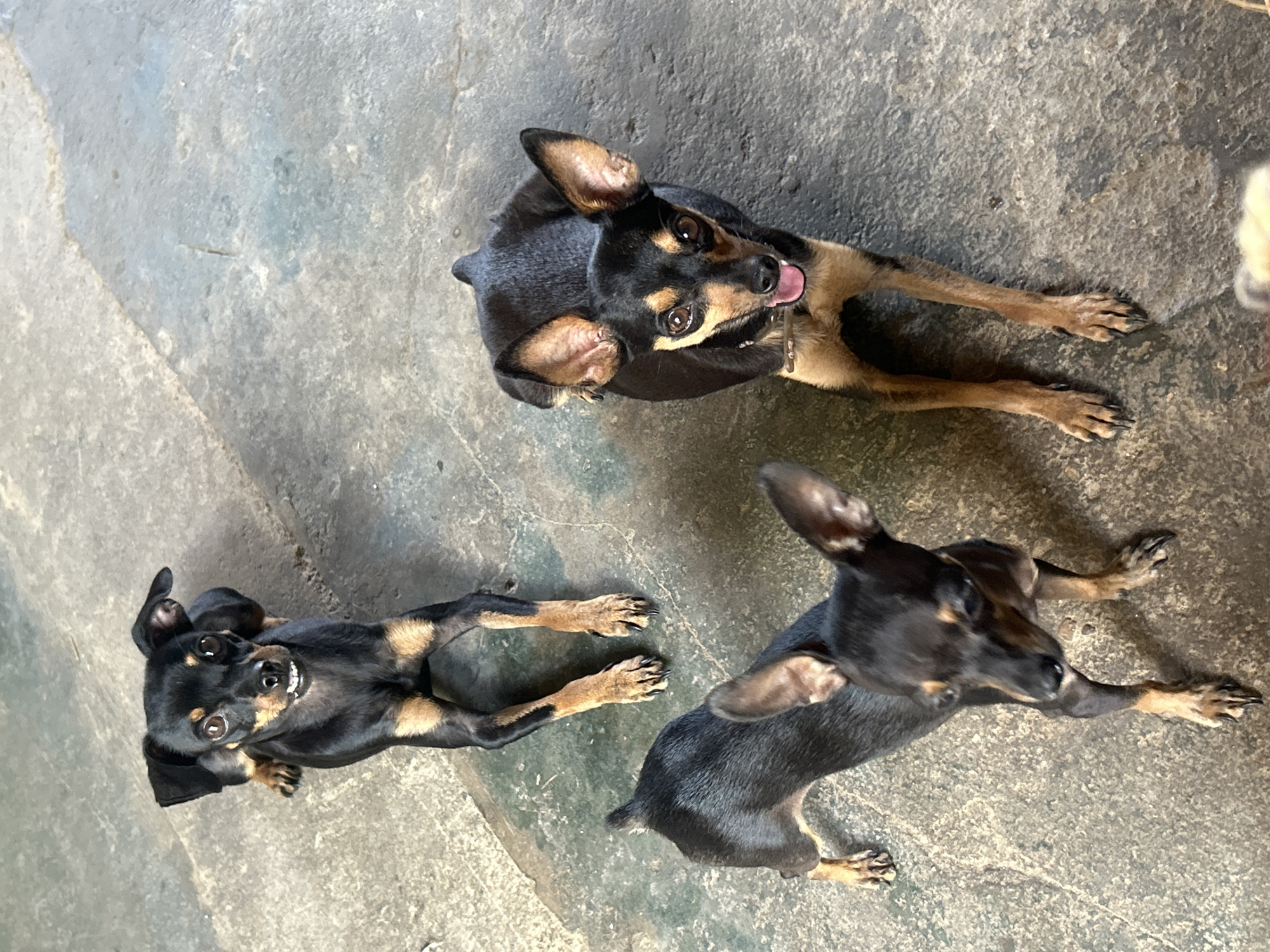 Dogs and lunch on a patio in Juan Griego, Venezuela