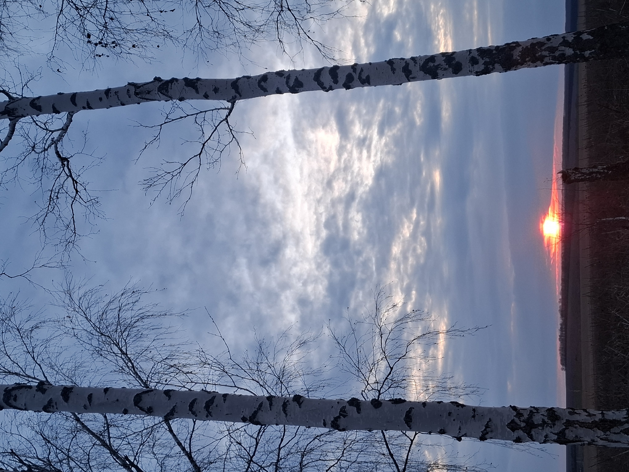 Winter landscapes with birch trees observed near Khlevnoe, Russia