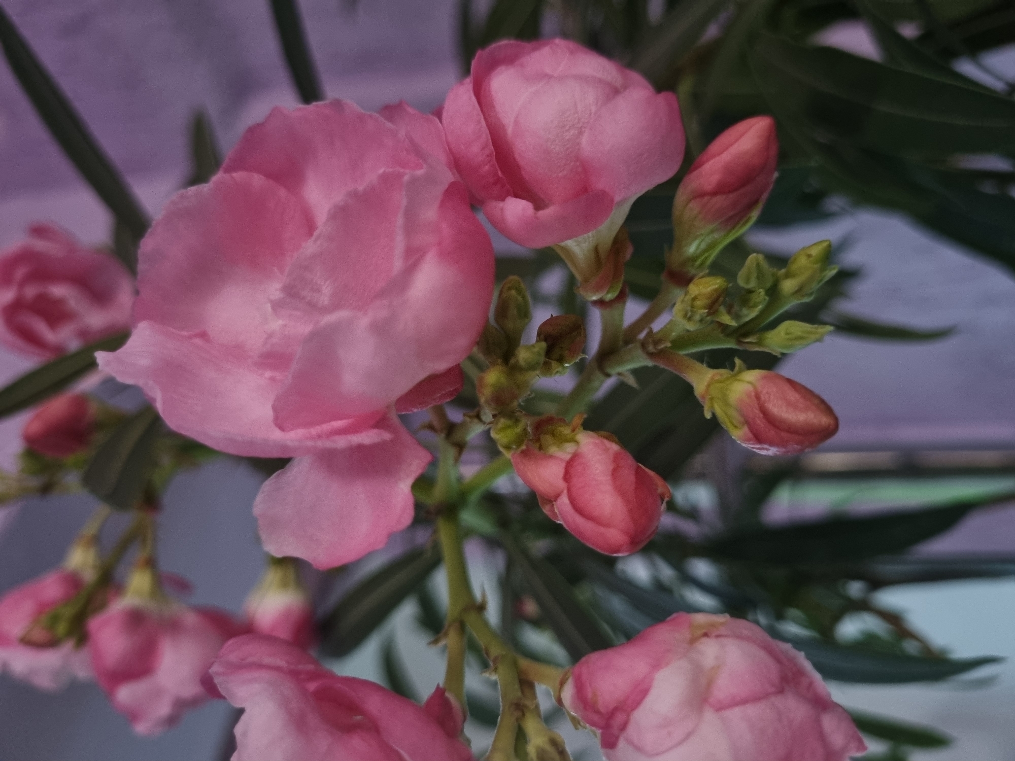 Mixed seasonal scenes documented in Kemul, Russia