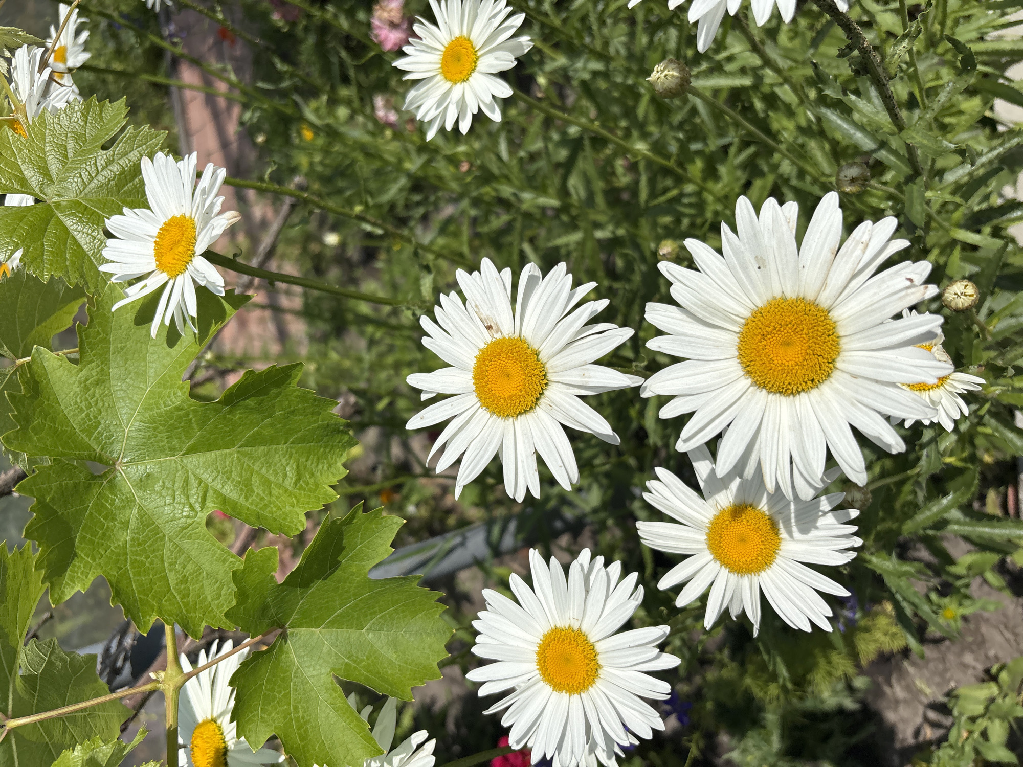 Summer garden flowers and a dog in Zmiiv, Ukraine