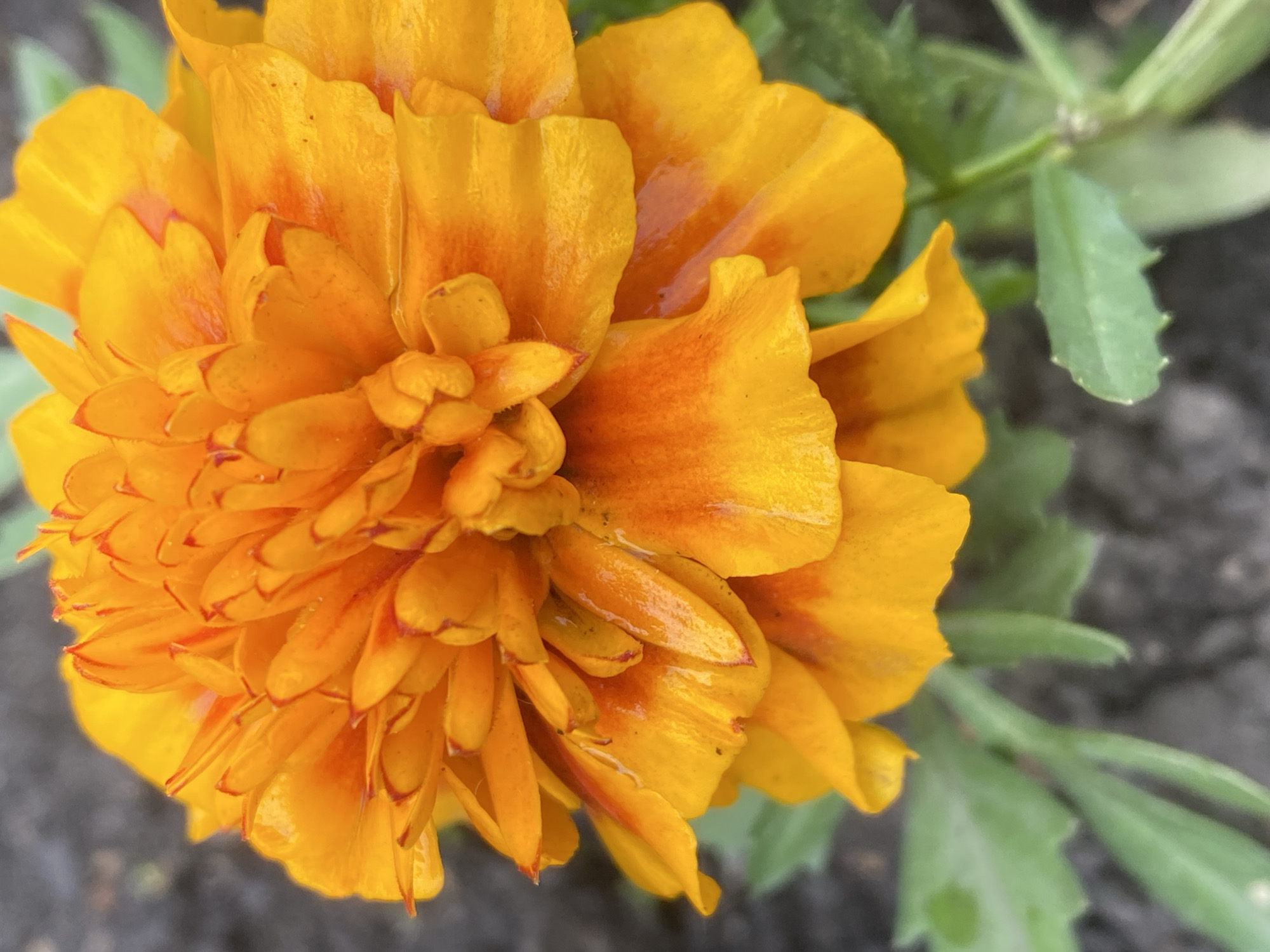 Morning garden blooms and urban pigeons captured in Novokuznetsk