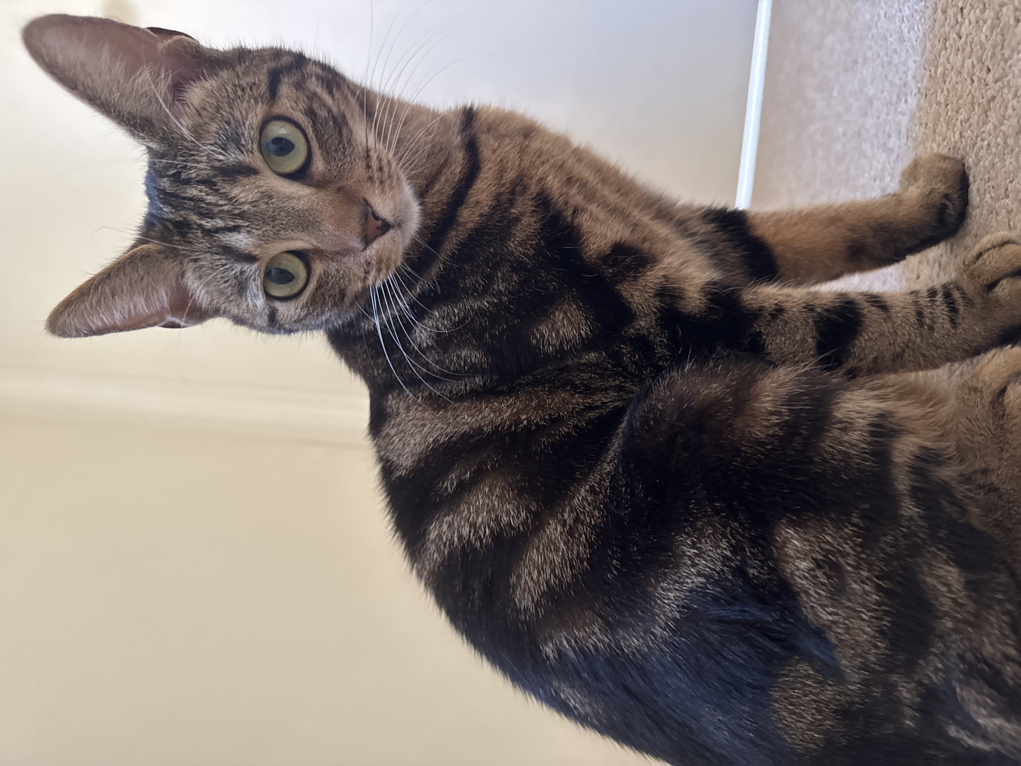 Domestic cats observed in Desborough homes during morning hours