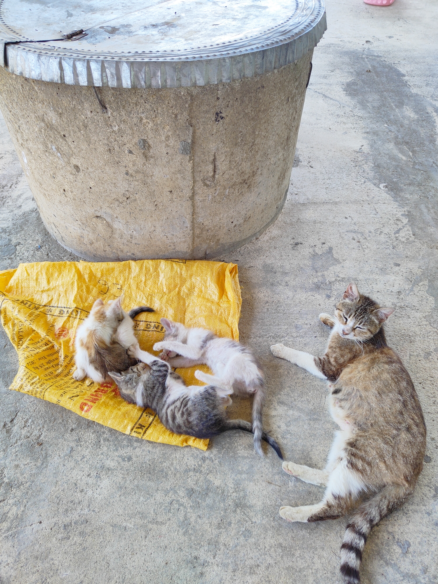 Mother cat and kittens roam a concrete yard and greenhouse garden