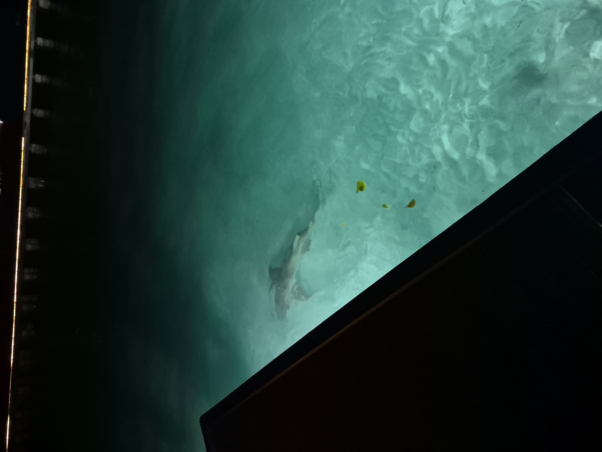 Shark spotted in clear waters near Bodufolhudhoo, Maldives