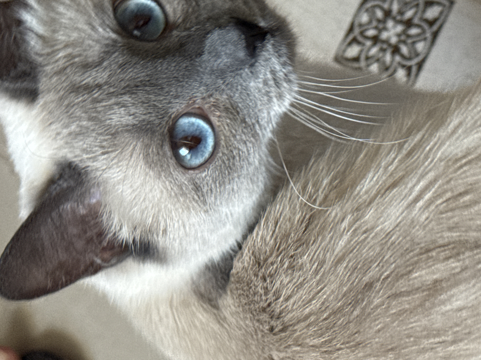Cats, close-up eyes, and breakfast on a quiet Slonim morning