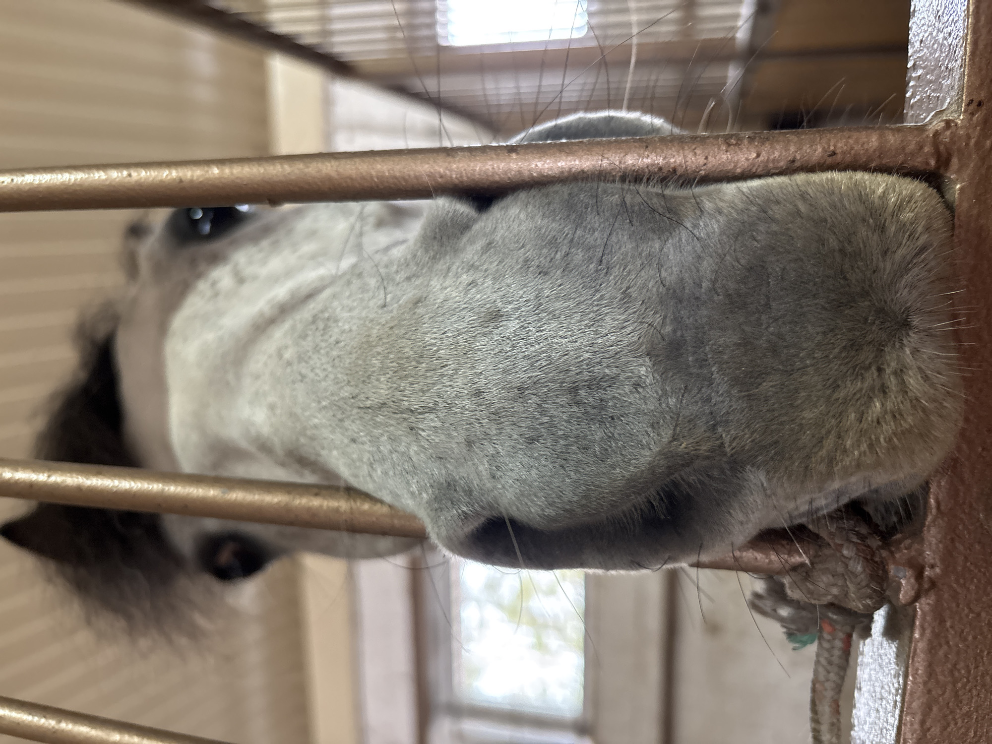 Woman visits horse facility in rural Russia for recreation