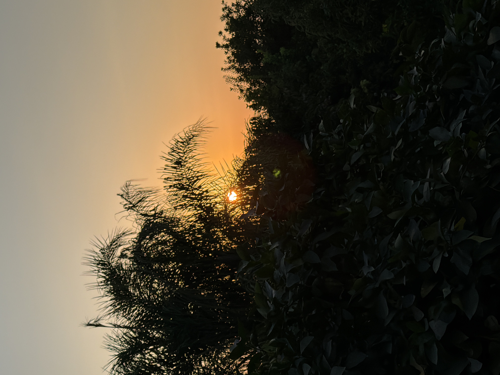 Sunset silhouettes palms over a Gedera neighborhood