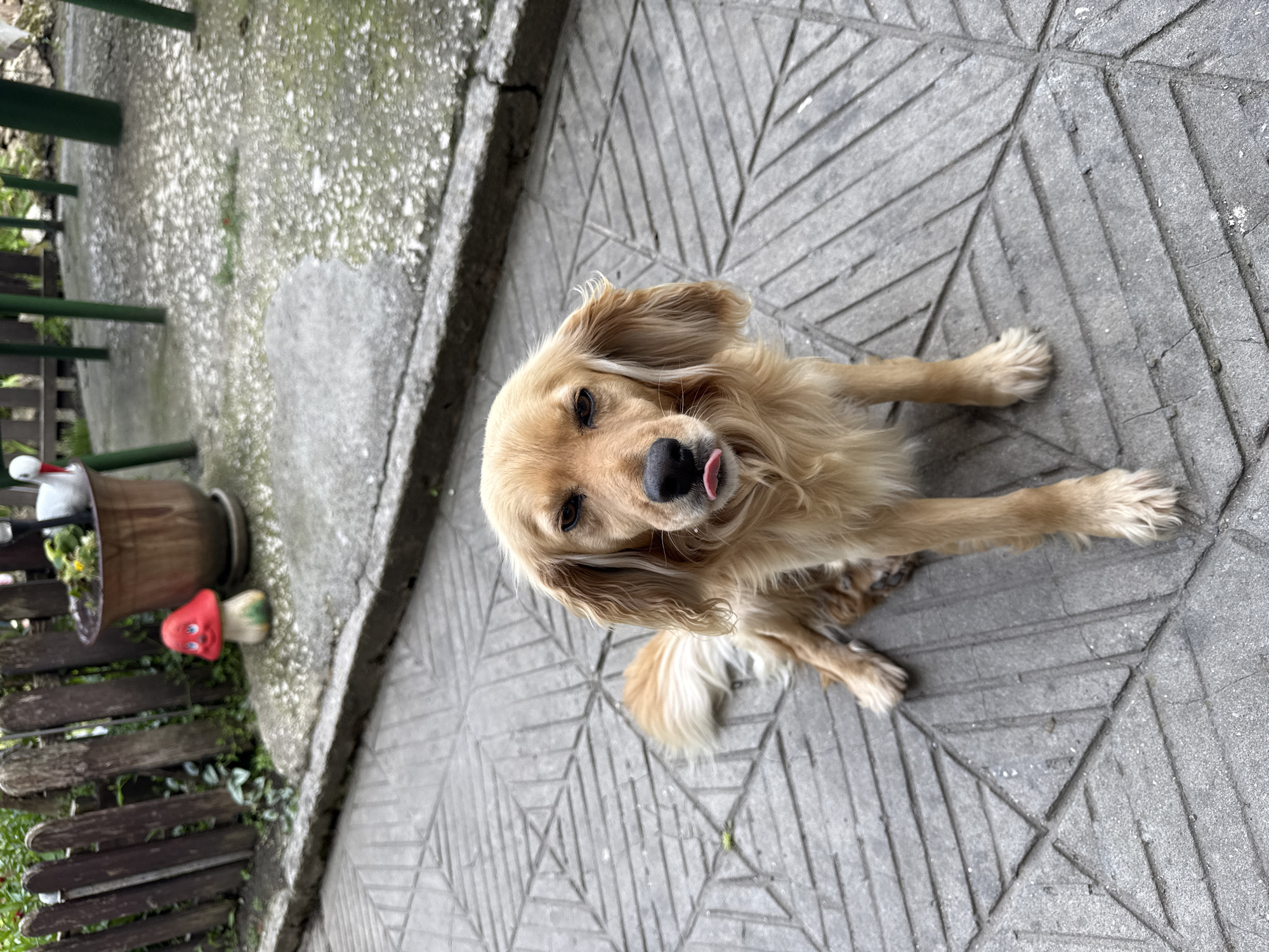 Dog and bird nest spotted in Devnya, Bulgaria