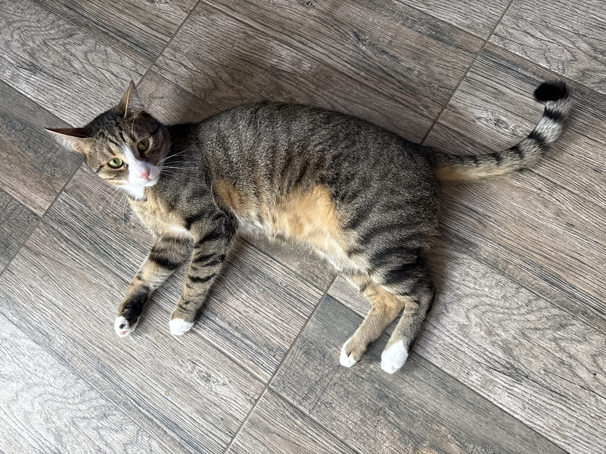 Domestic cats photographed at rest indoors in Varna, Bulgaria