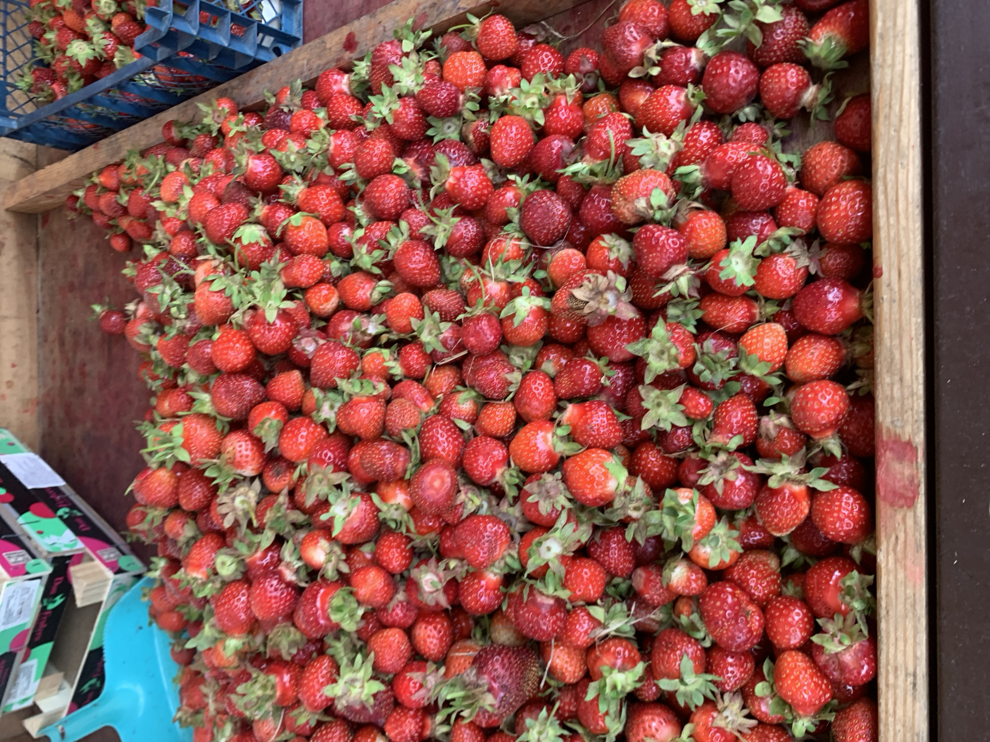 Summer market in Minsk: fresh berries, mushrooms, and bronze sculptures
